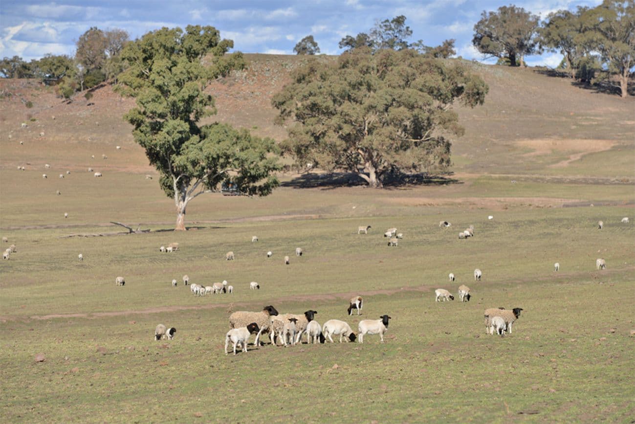'LUMEAH' CENN CRUAICH, COONABARABRAN NSW 2357, Coonabarabran - Thumbnail 3