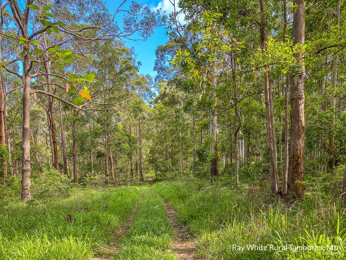 905 Main Western Road, Tamborine Mountain QLD 4272, Tamborine Mountain - Thumbnail 4