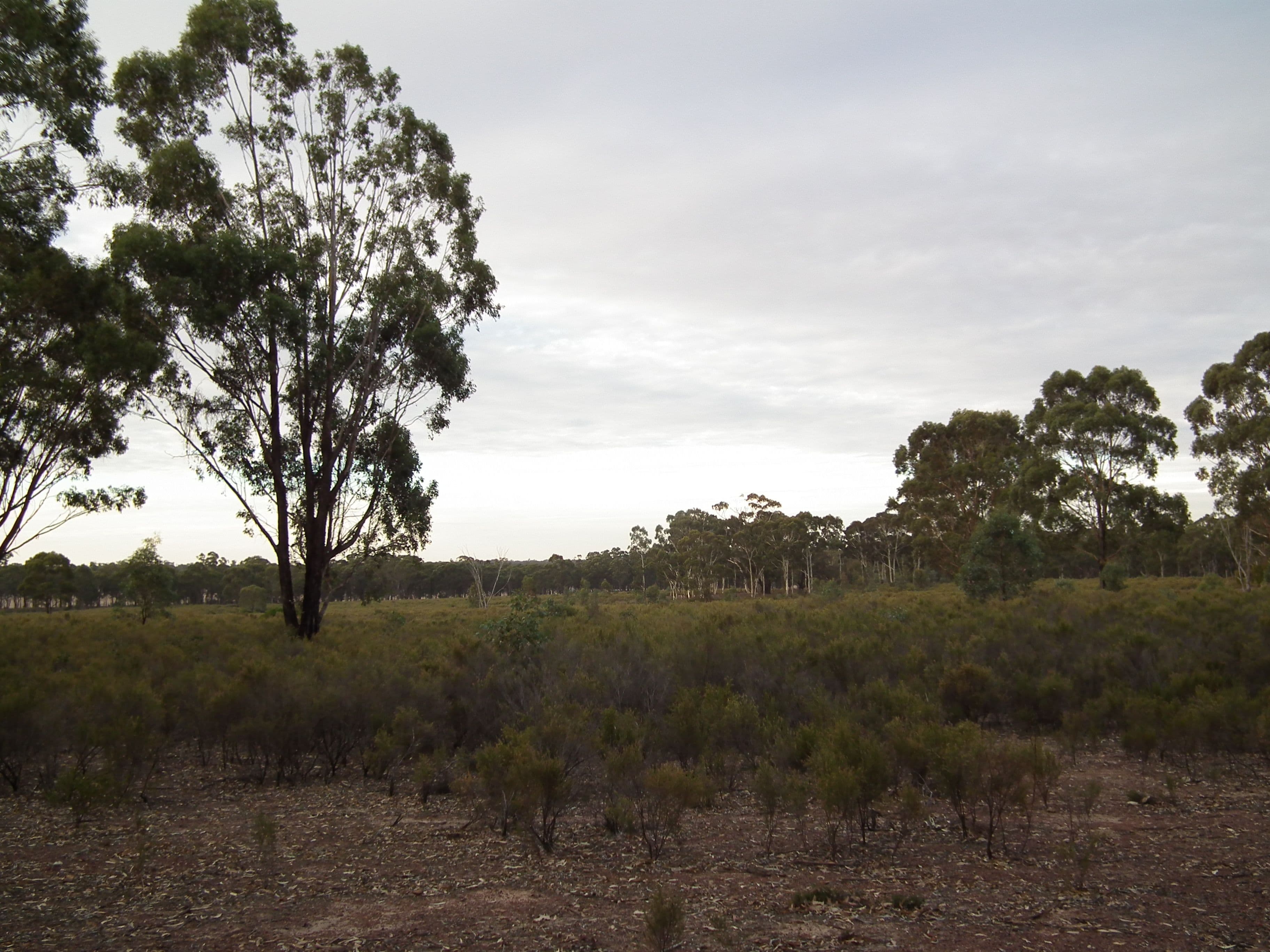 419 Buffalo Swamp Road, Whroo VIC 3612, Whroo - Thumbnail 3