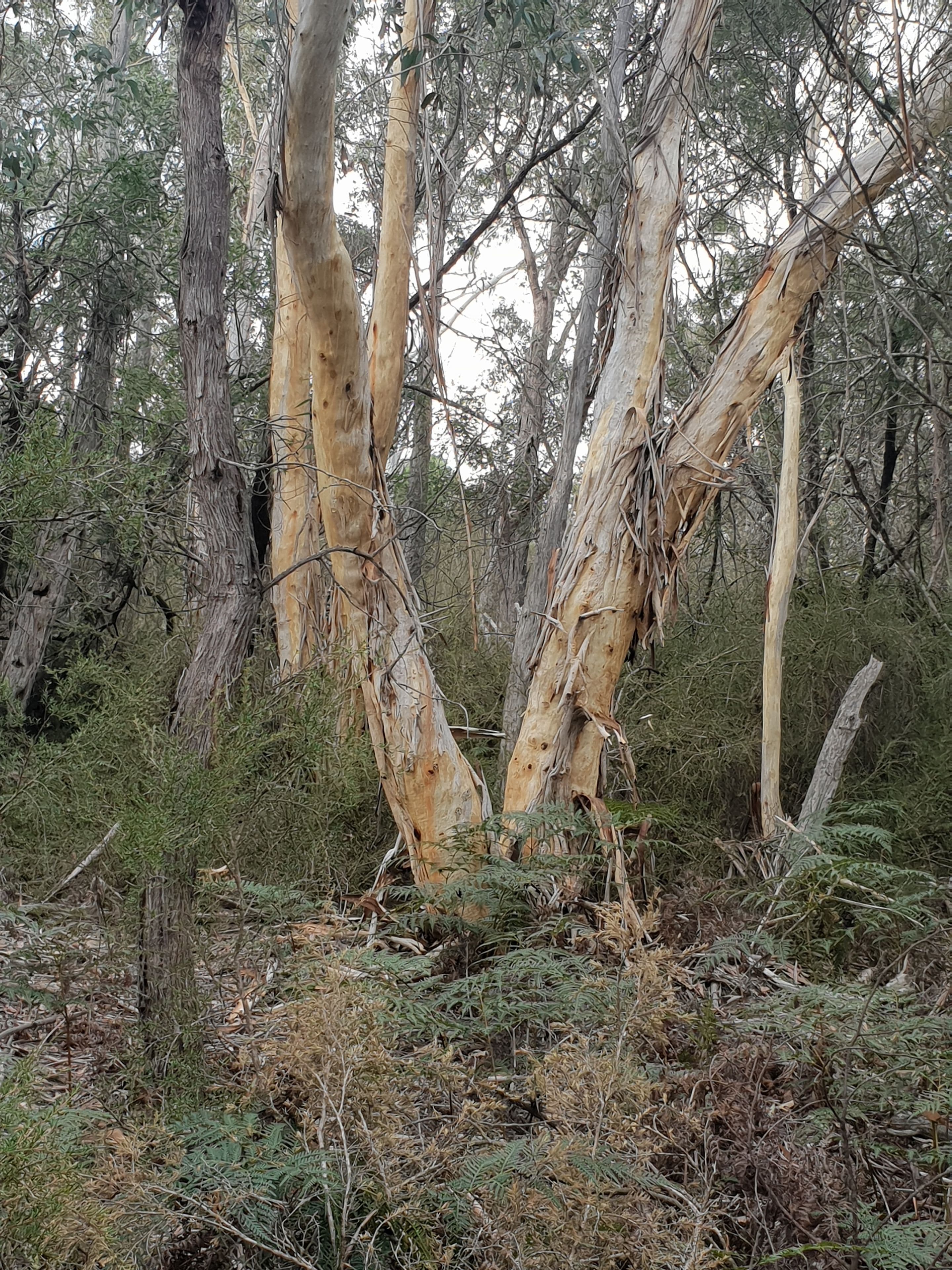 16 Stewarts Crossing, Braidwood NSW 2622, Braidwood - Thumbnail 3