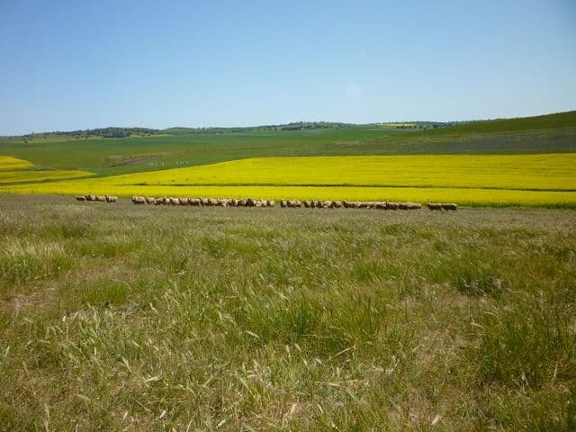 "Pfitzners" Range Road, Eudunda SA 5374, Eudunda - Thumbnail 5
