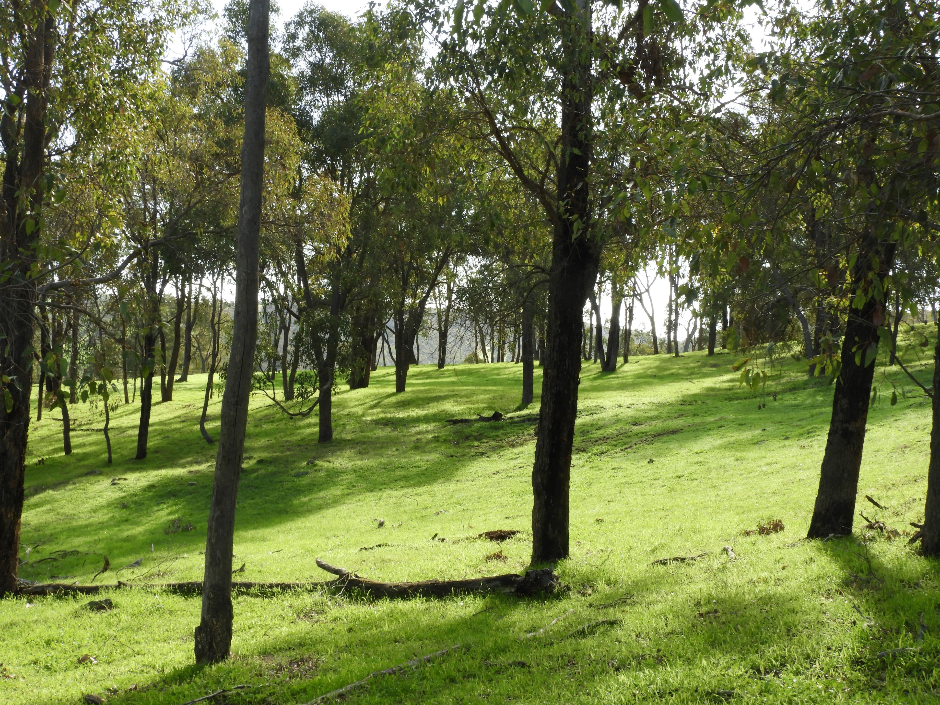 712 Davis Road, Chittering WA 6084, Chittering - Thumbnail 3