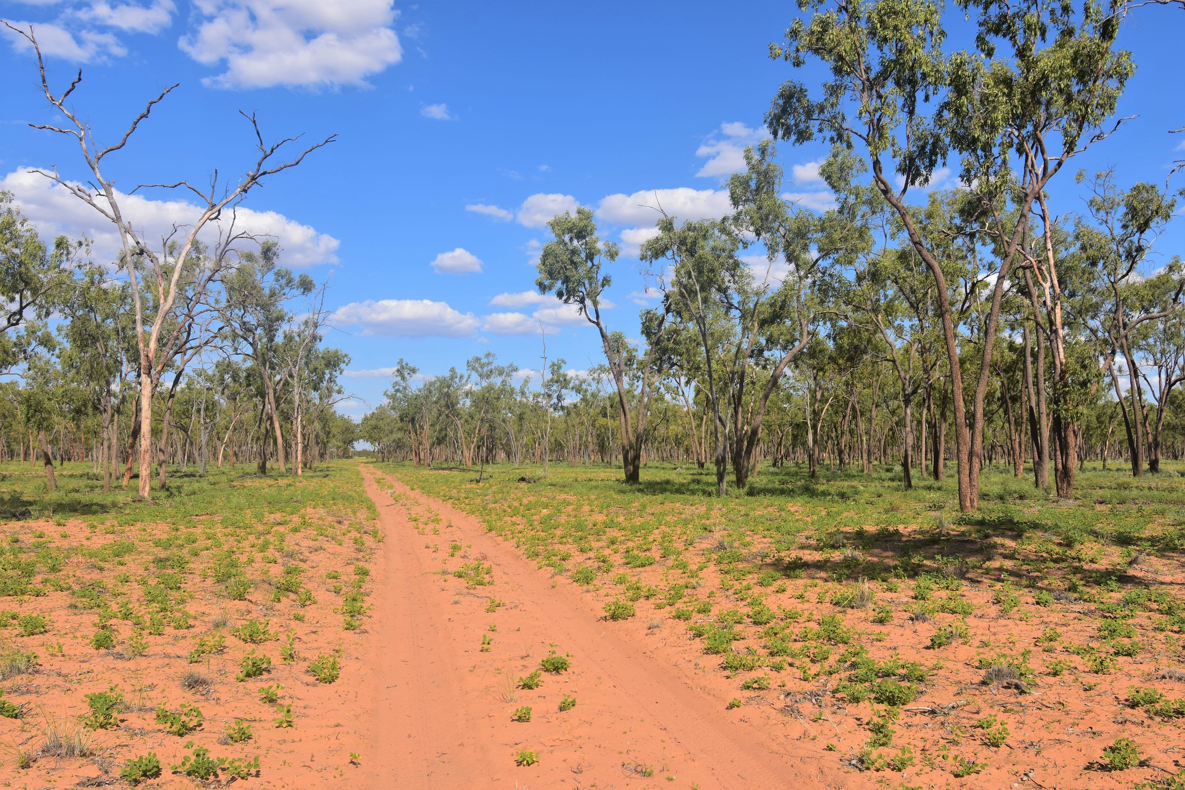 Barcaldine QLD 4725, Barcaldine - Thumbnail 4