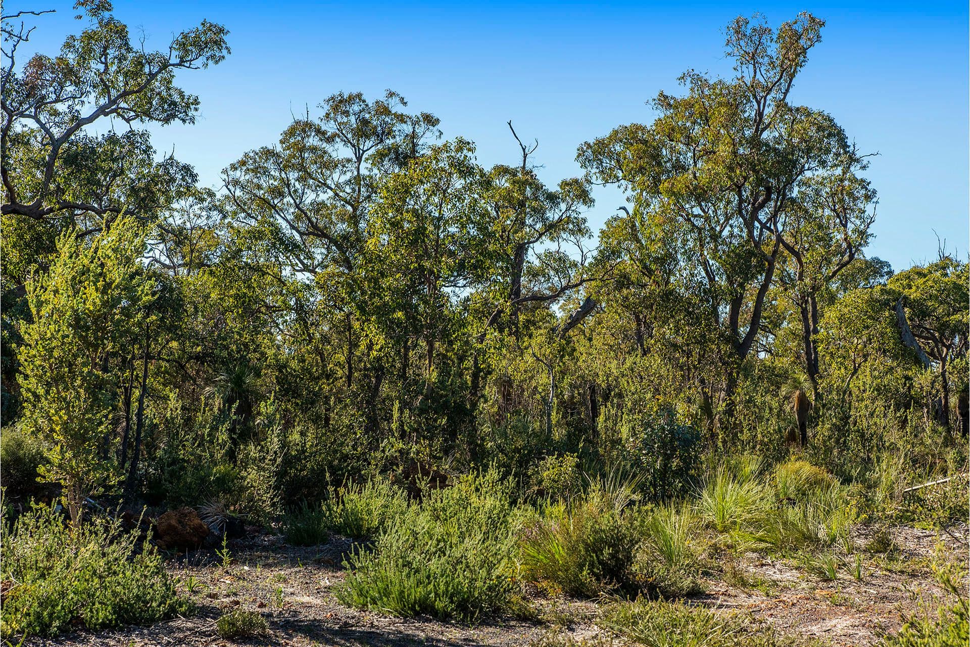 9 Pipe Lily Way, Lower Chittering WA 6084, Lower Chittering - Thumbnail 2