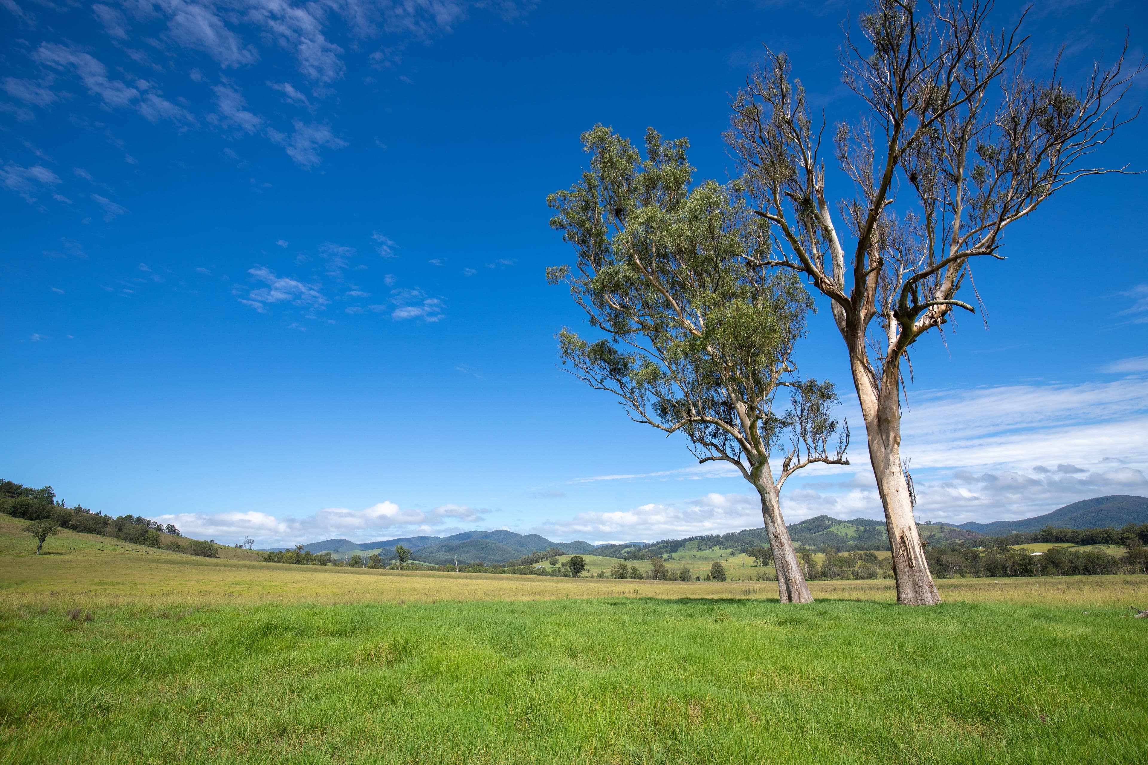 1301 Thunderbolts Way, Bowman NSW 2422, Bowman - Thumbnail 5