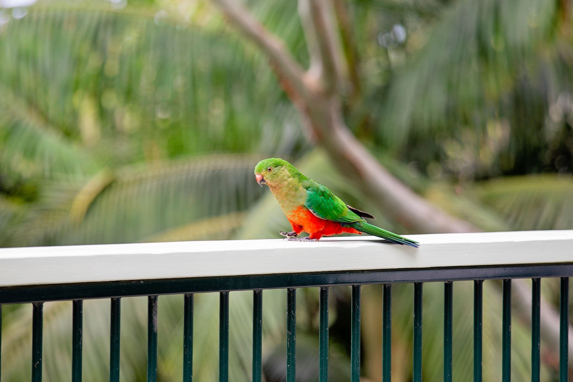 123 Contour Road, Tamborine Mountain QLD 4272, Tamborine Mountain - Thumbnail 3