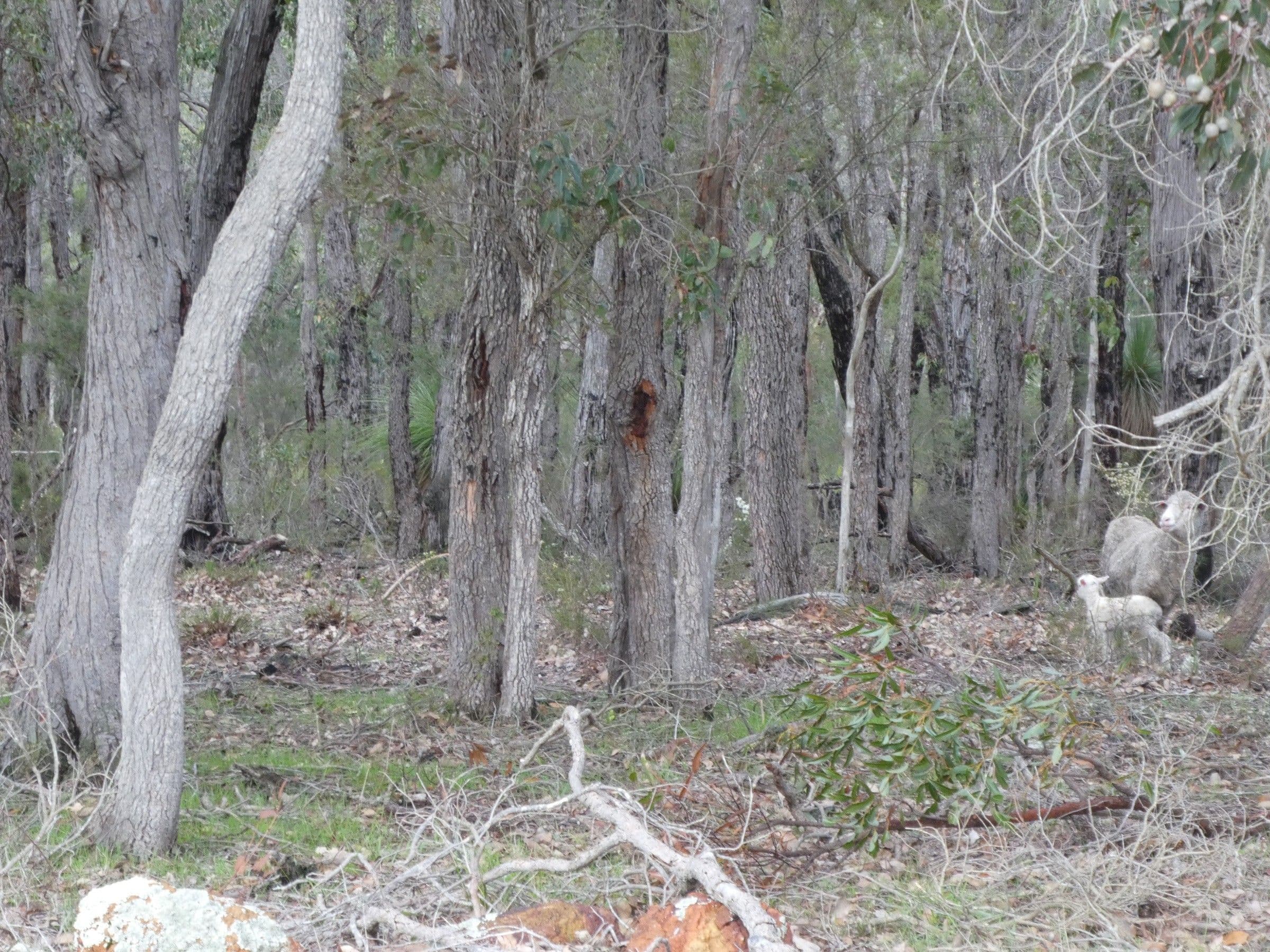 Lot 2249 Rocky Gully Road, Rocky Gully WA 6397, Rocky Gully - Thumbnail 5