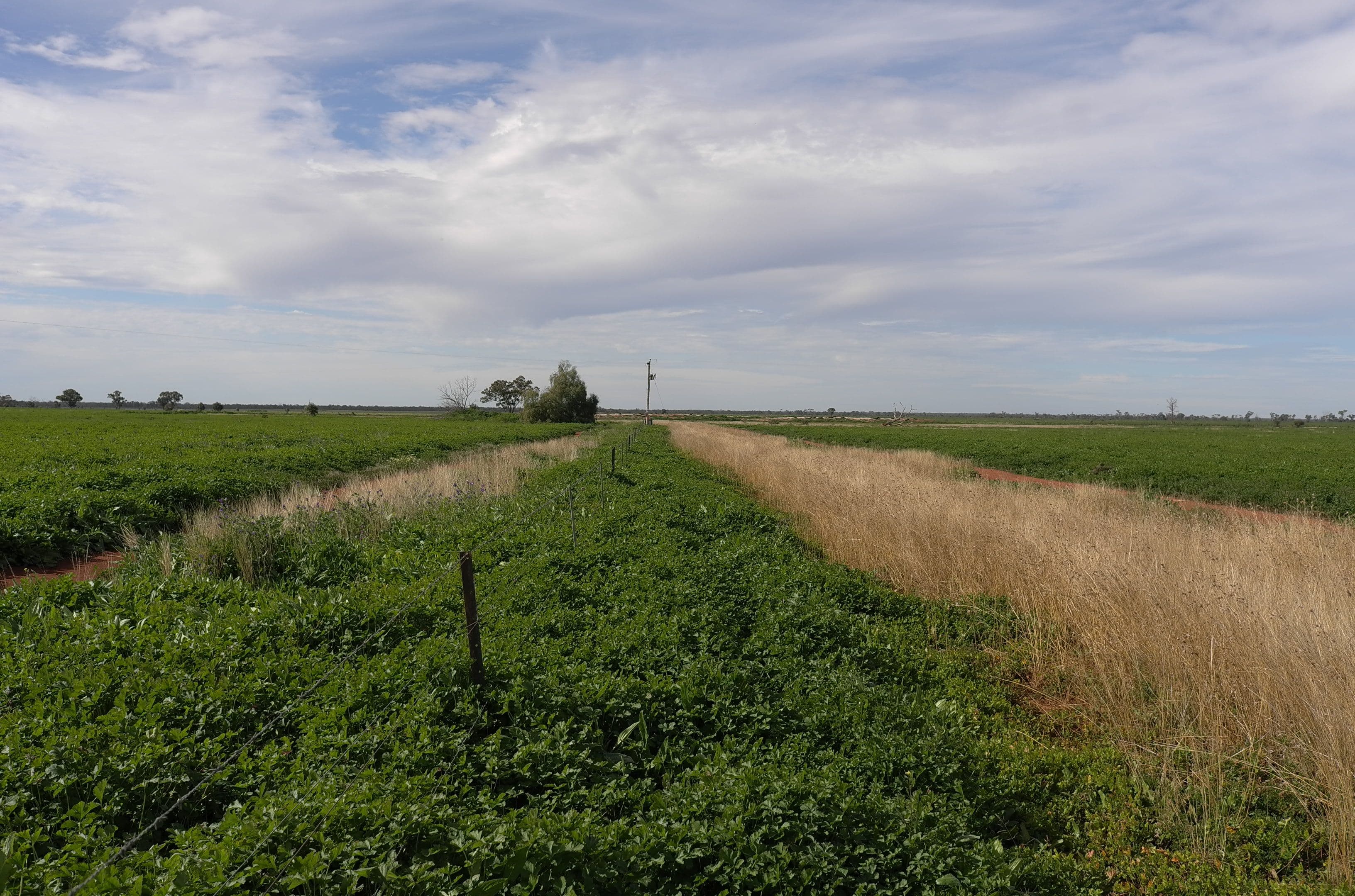 Farm 3953 Gilgai Road, Hermidale NSW 2831, Hermidale - Thumbnail 3