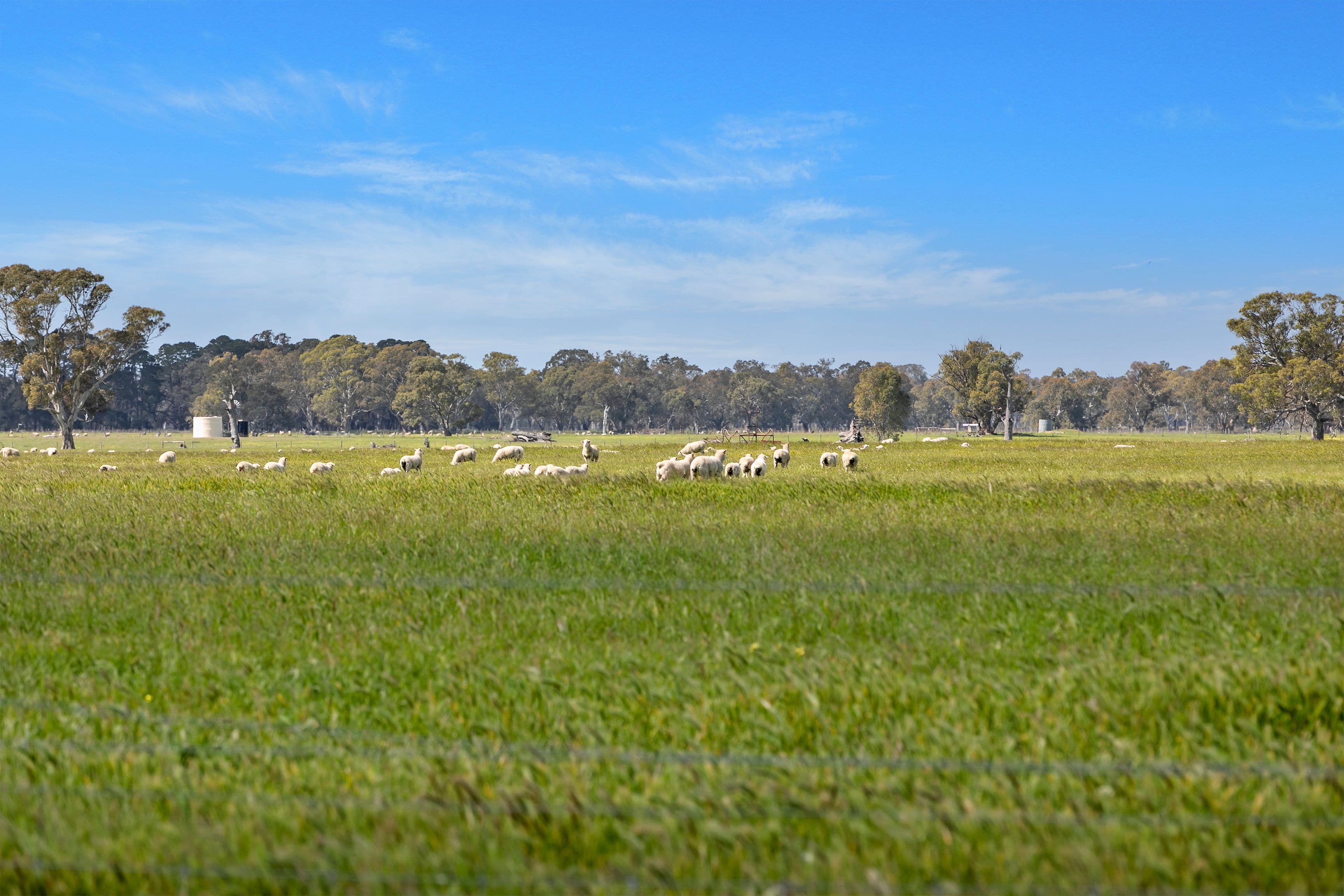 Lot 4 Richardson Road, Coonawarra SA 5263, Coonawarra - Thumbnail 7