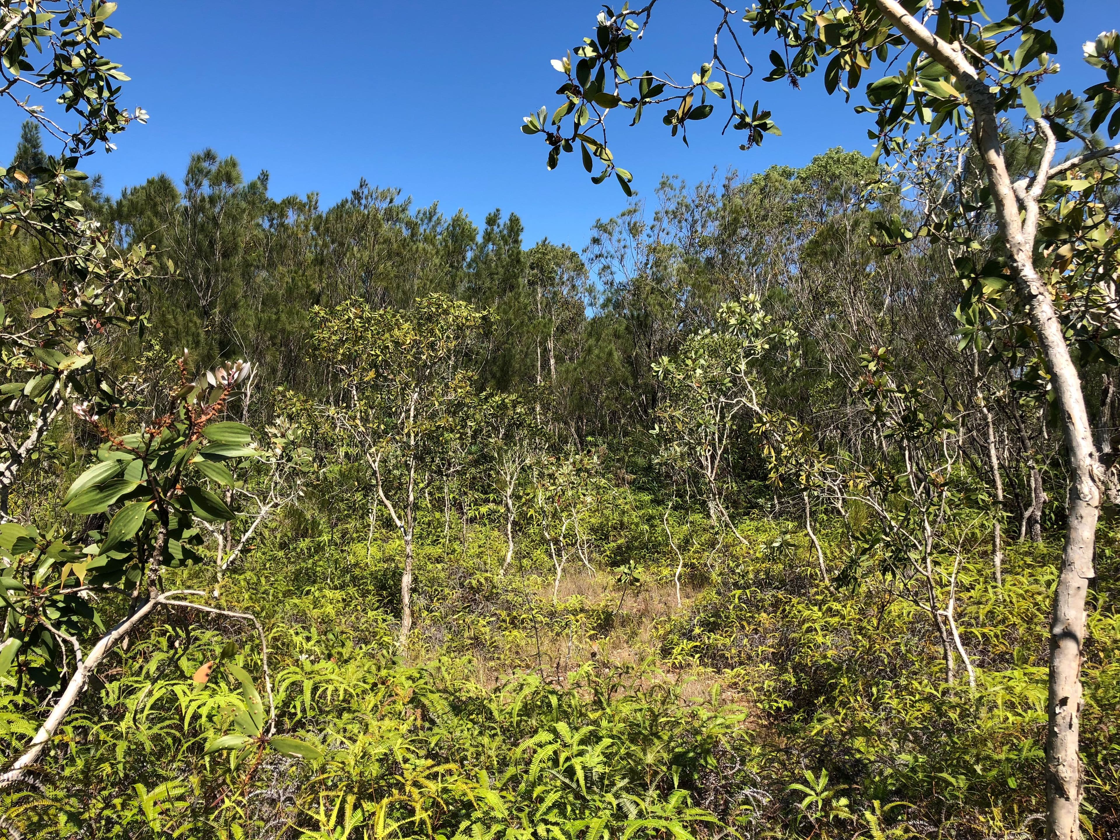 Lot 3 Thornton Peak Drive, Daintree QLD 4873, Daintree - Thumbnail 7