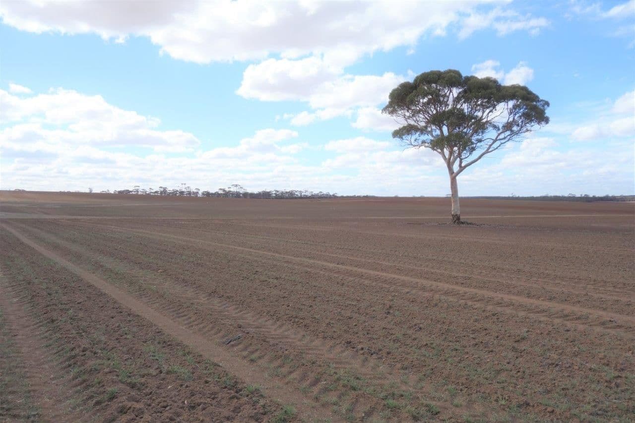 L265 Calzoni Road, Woolocutty WA 6369, Woolocutty - Image 1