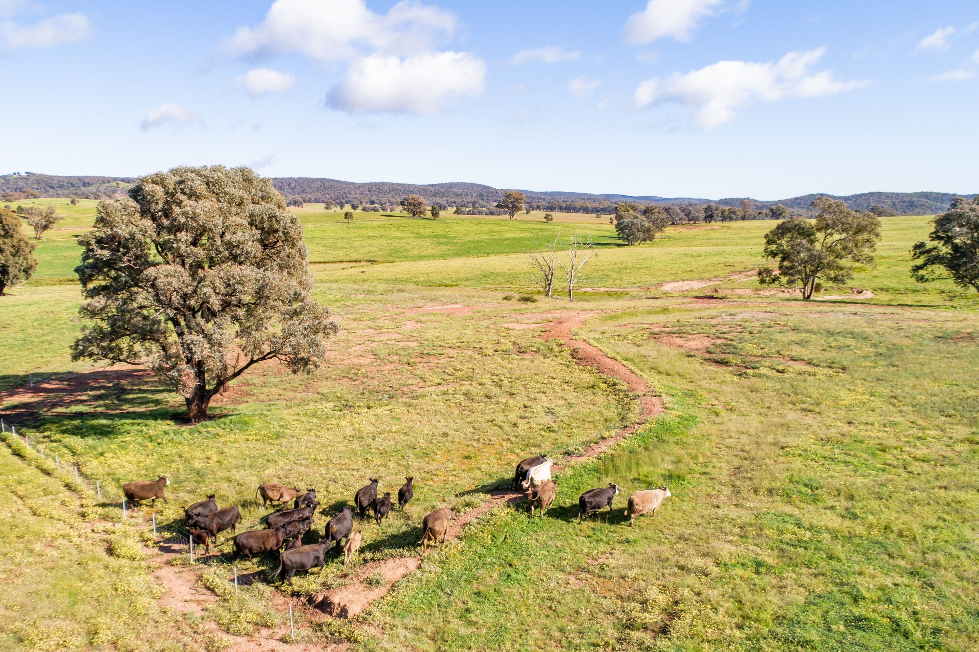 Jayton North' Fragar Road, COWRA NSW 2794, Cowra - Thumbnail 2