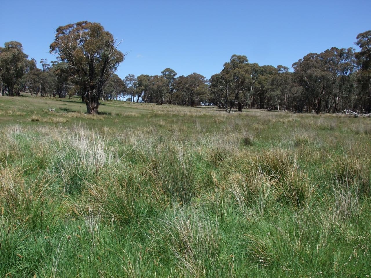 Neville NSW 2799, Neville - Thumbnail 6