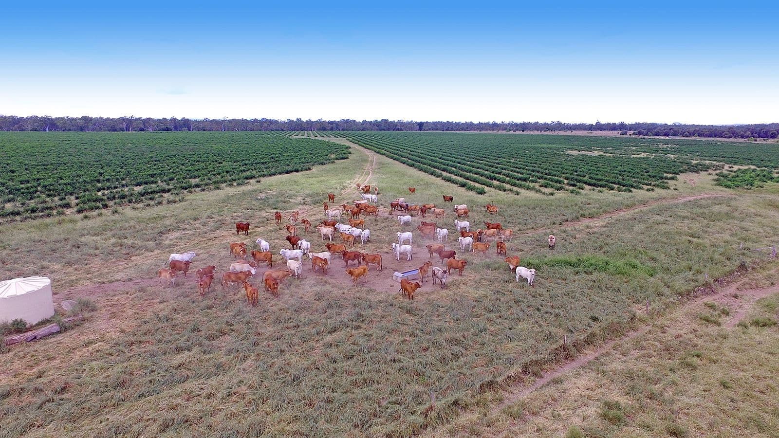 "Comanche"1820 Comanche Road, Glenroy QLD 4702, Glenroy - Thumbnail 4
