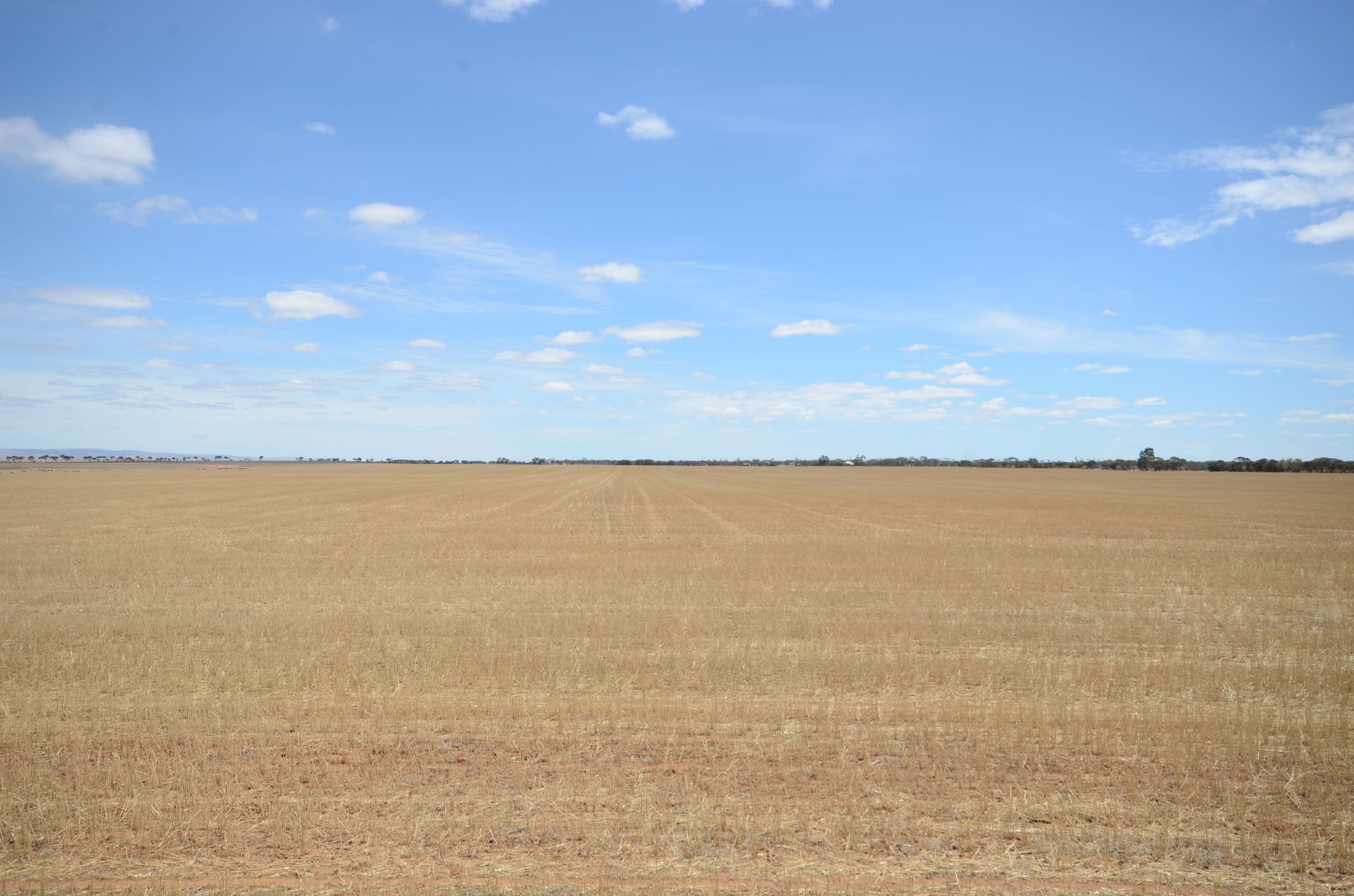 "Tiroroa" Blyth Road, Blyth SA 5462, Blyth - Thumbnail 8