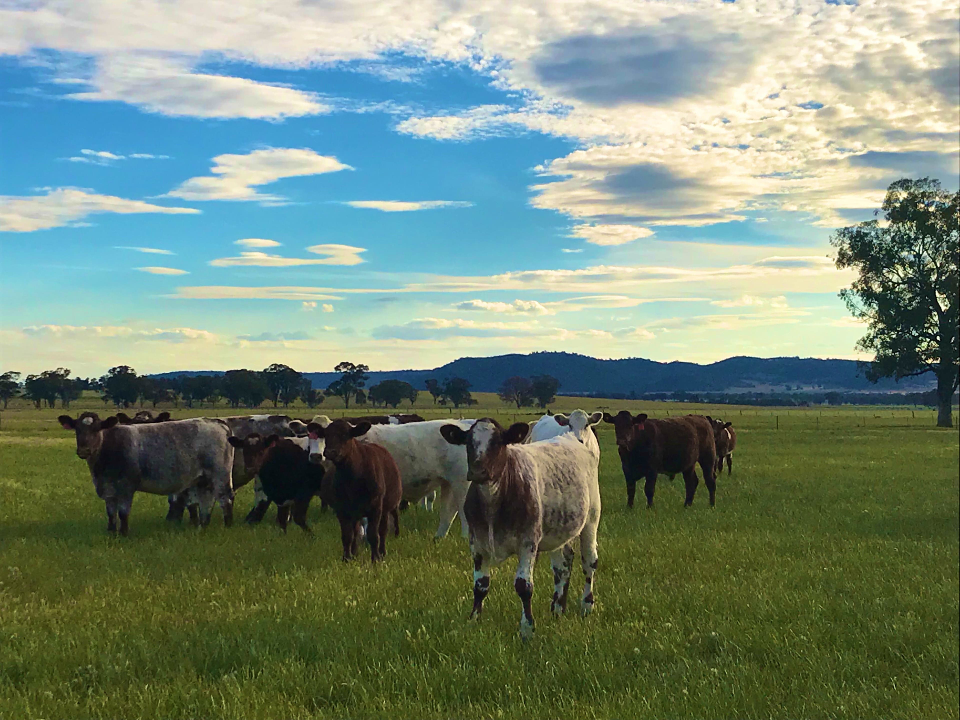 1015 Mid Western Highway, Cowra NSW 2794, Cowra - Thumbnail 4