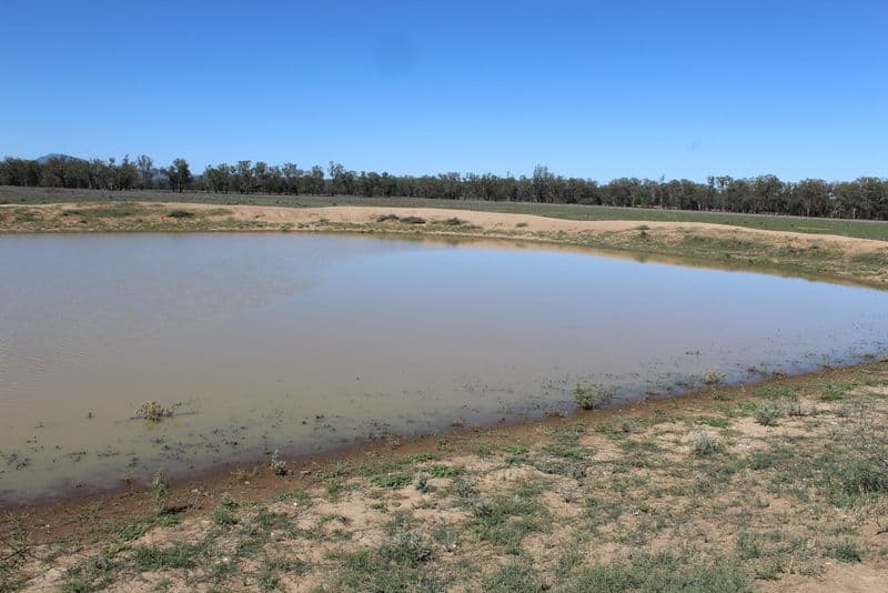 " Berrigal Farm", Bellata NSW 2397, Bellata - Thumbnail 8