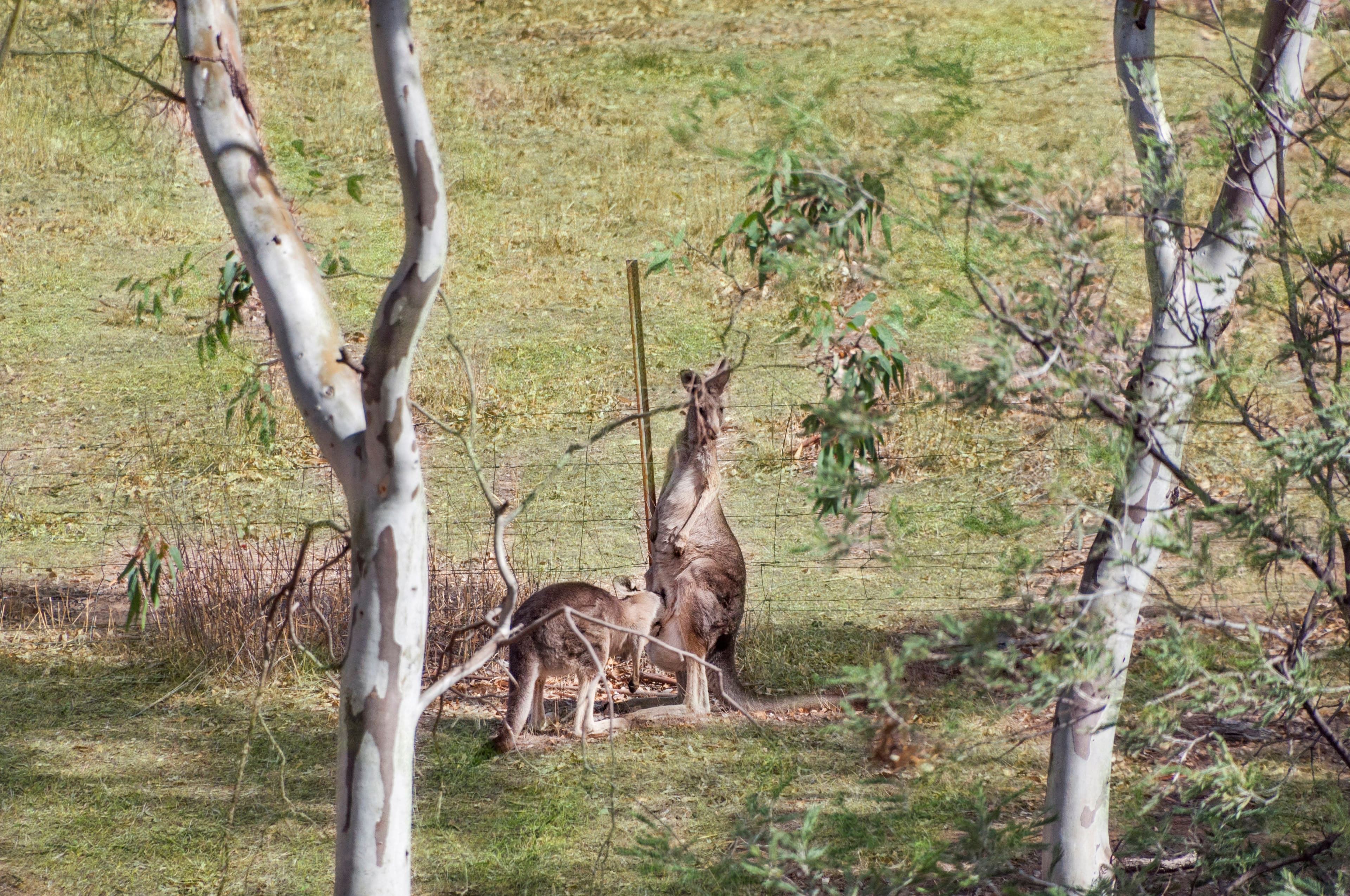 Lot 1 Sunraysia Highway, REDBANK  Victoria  3477, Australia, Redbank - Thumbnail 4