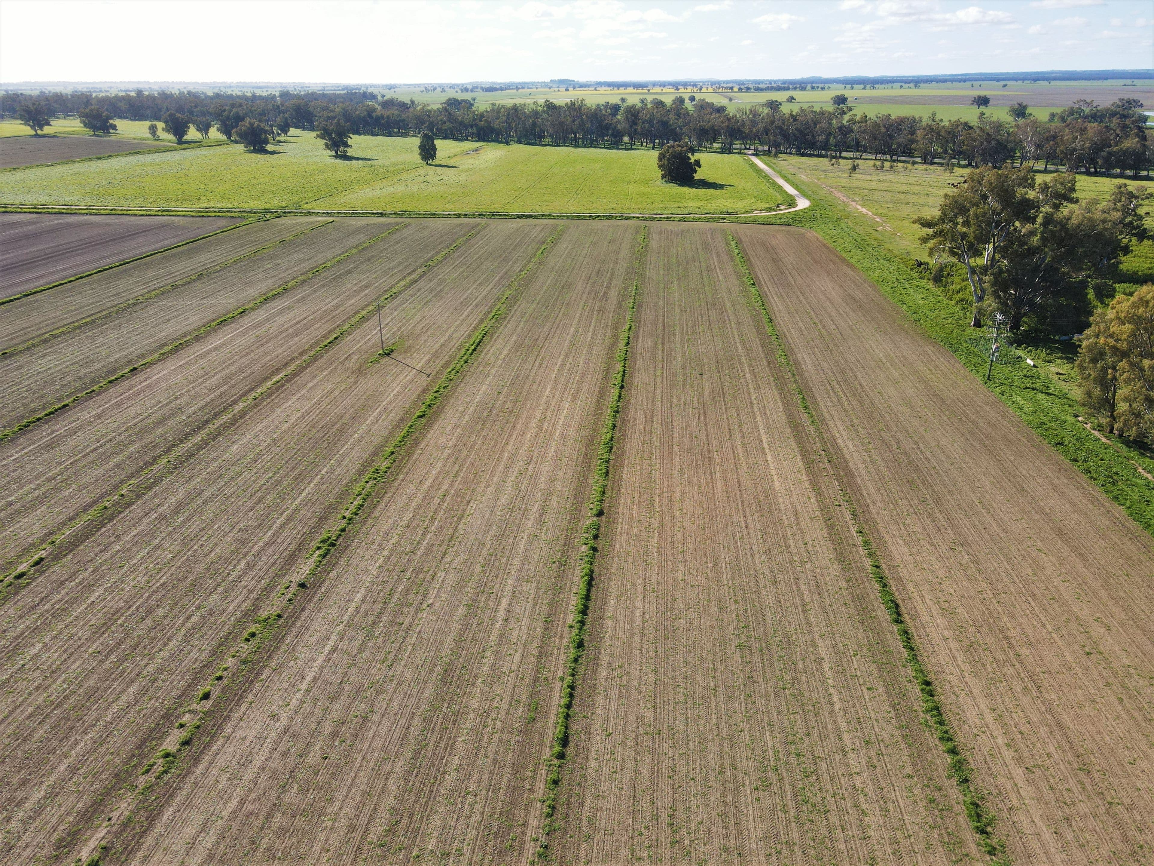 Ulmarra, 10419 The Escort Way, Forbes NSW 2871, Forbes - Thumbnail 4