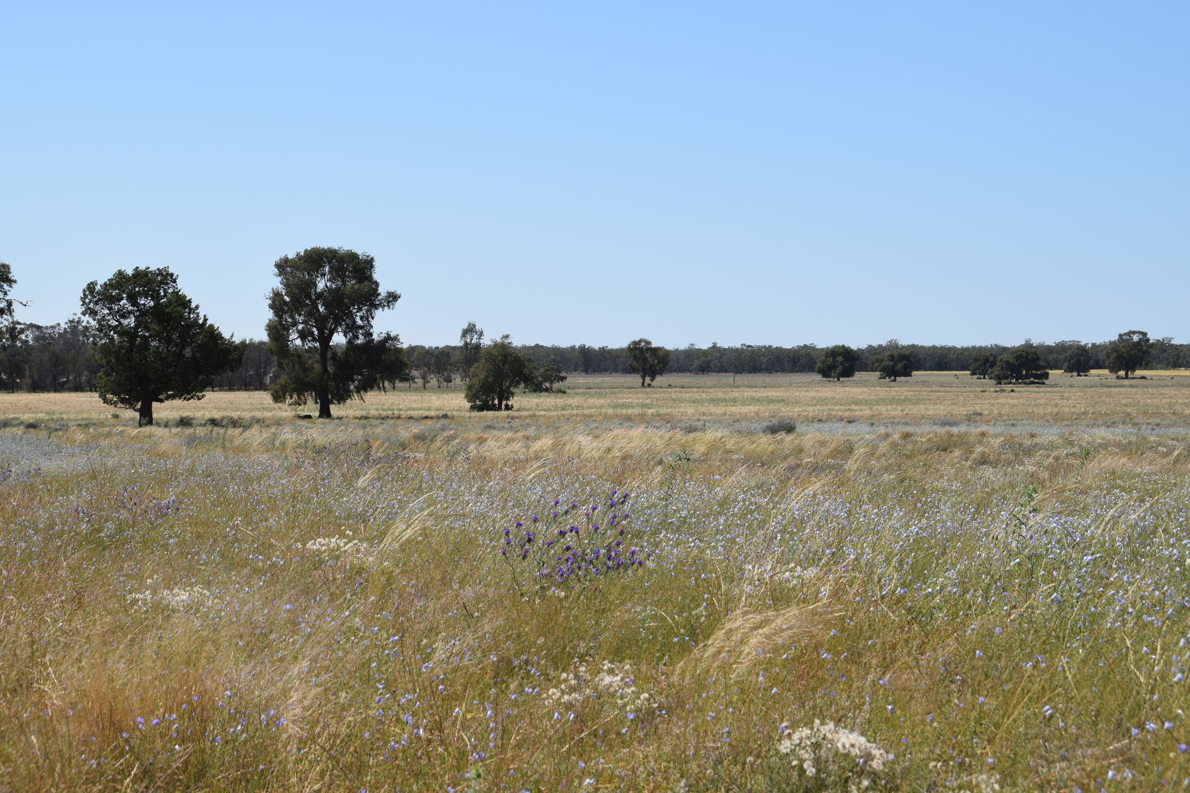 'Waratah' 176 Lincoln Lane, Narromine NSW 2821, Narromine - Thumbnail 8