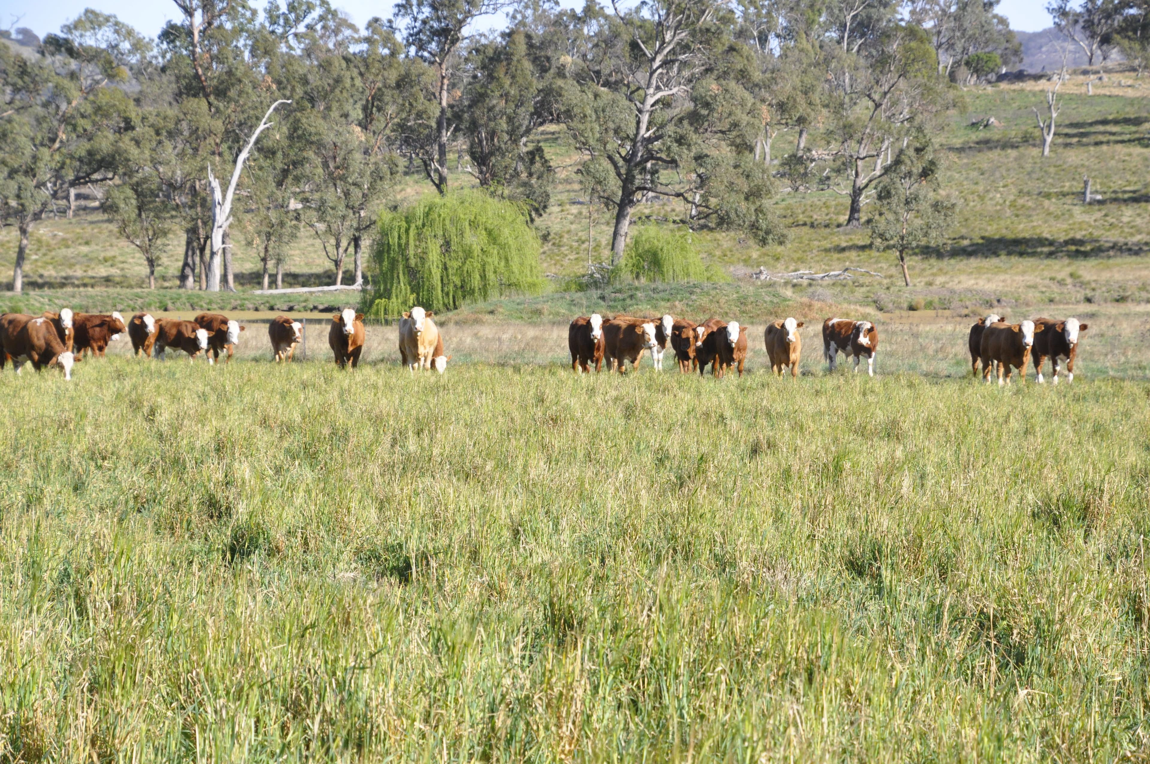 "Lower 4 Mile" Strachan Road, Deepwater NSW 2371, Deepwater - Thumbnail 5