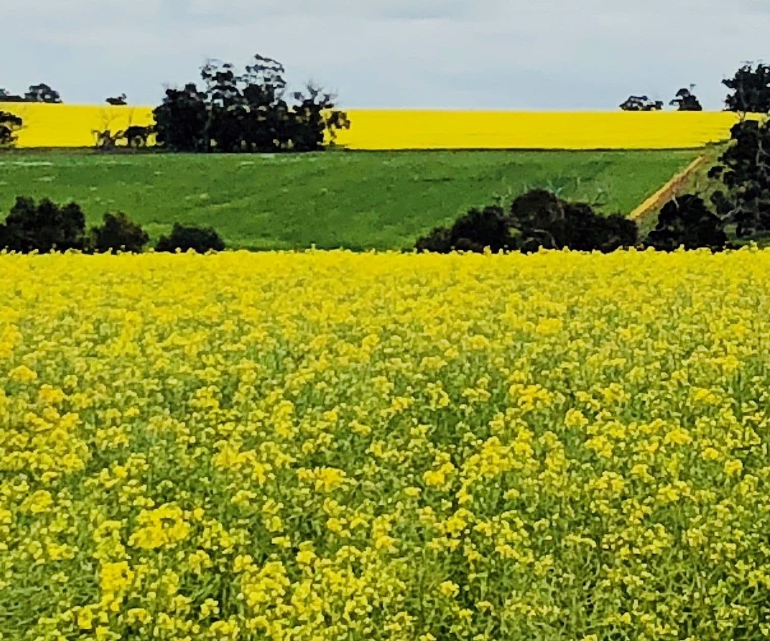Aurora Albany Hwy and Cranbrook-Frankland Road, Cranbrook WA 6321, Cranbrook - Image 1