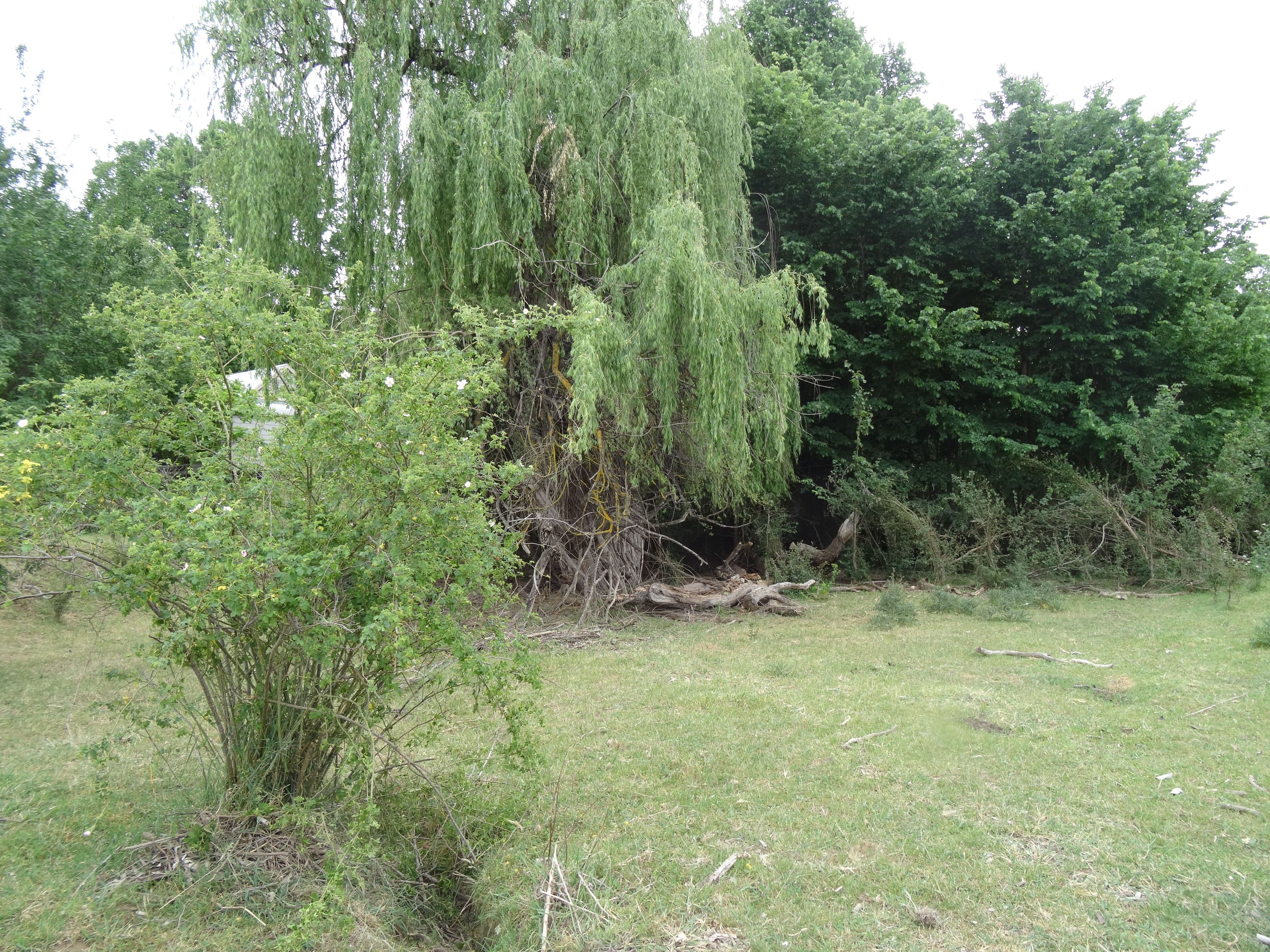 736 Woomargama Way, Woomargama NSW 2644, Woomargama - Thumbnail 6
