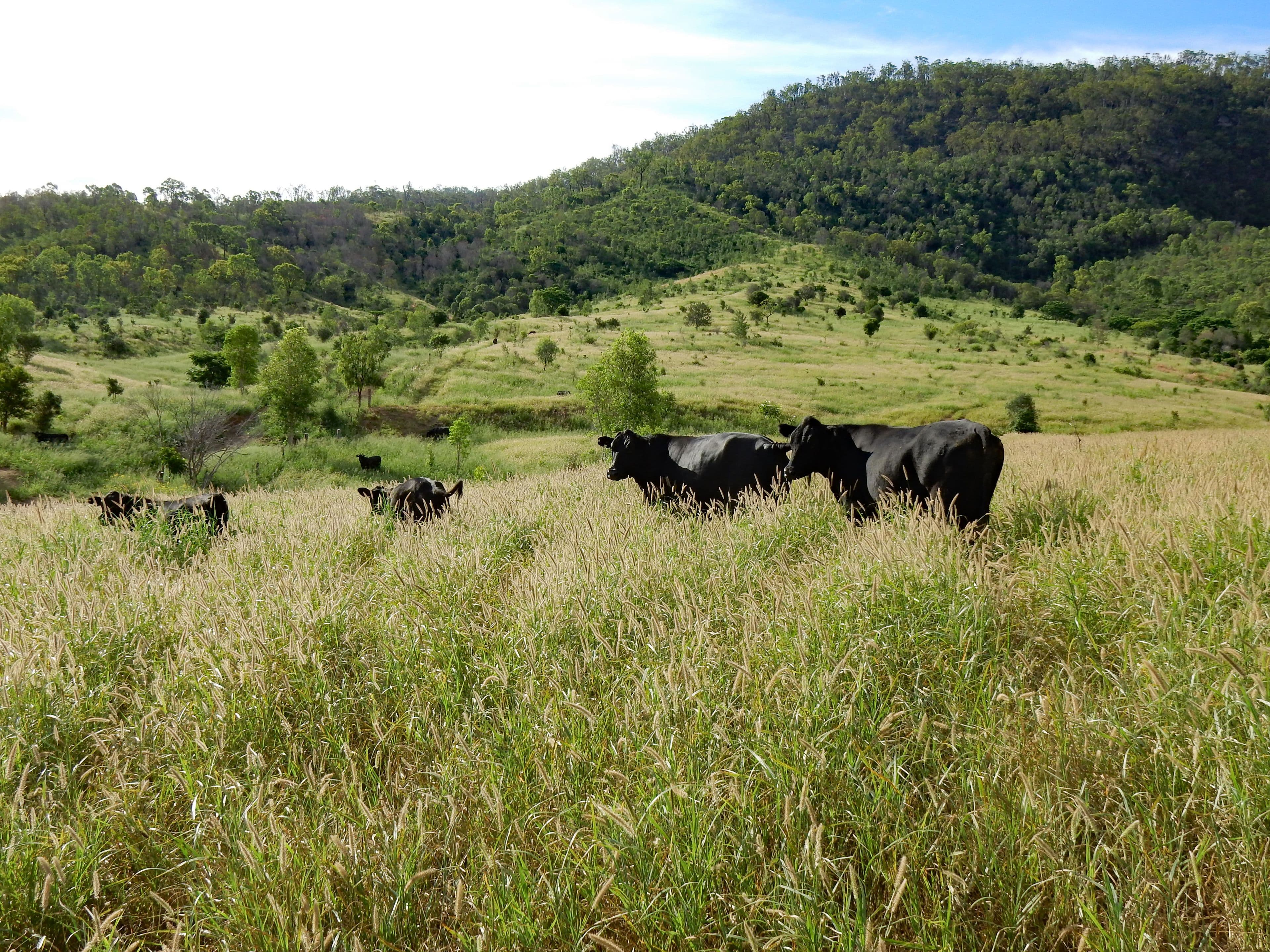 Dumgree QLD 4715, Dumgree - Thumbnail 5