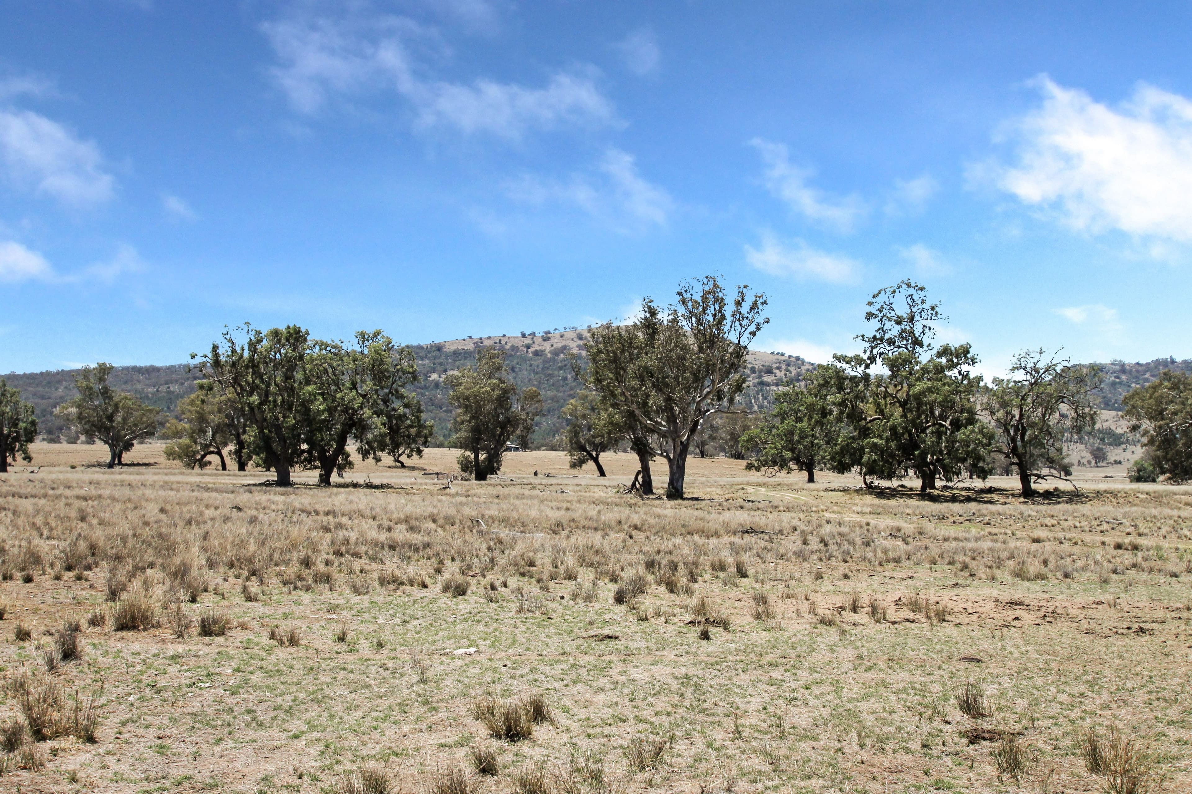 237 Porters Lane, Quirindi NSW 2343, Quirindi - Thumbnail 5
