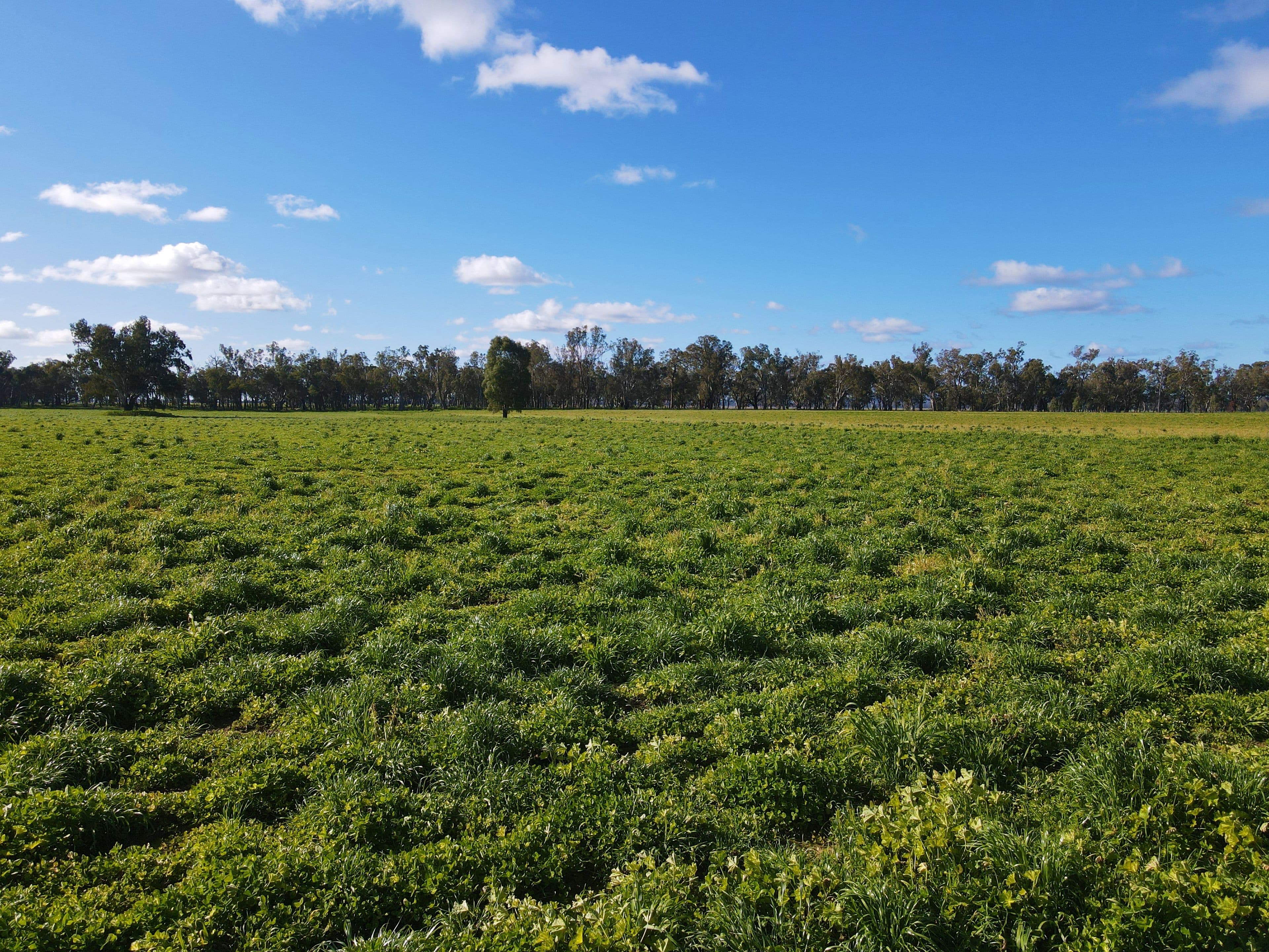 Ulmarra, 10419 The Escort Way, Forbes NSW 2871, Forbes - Thumbnail 8