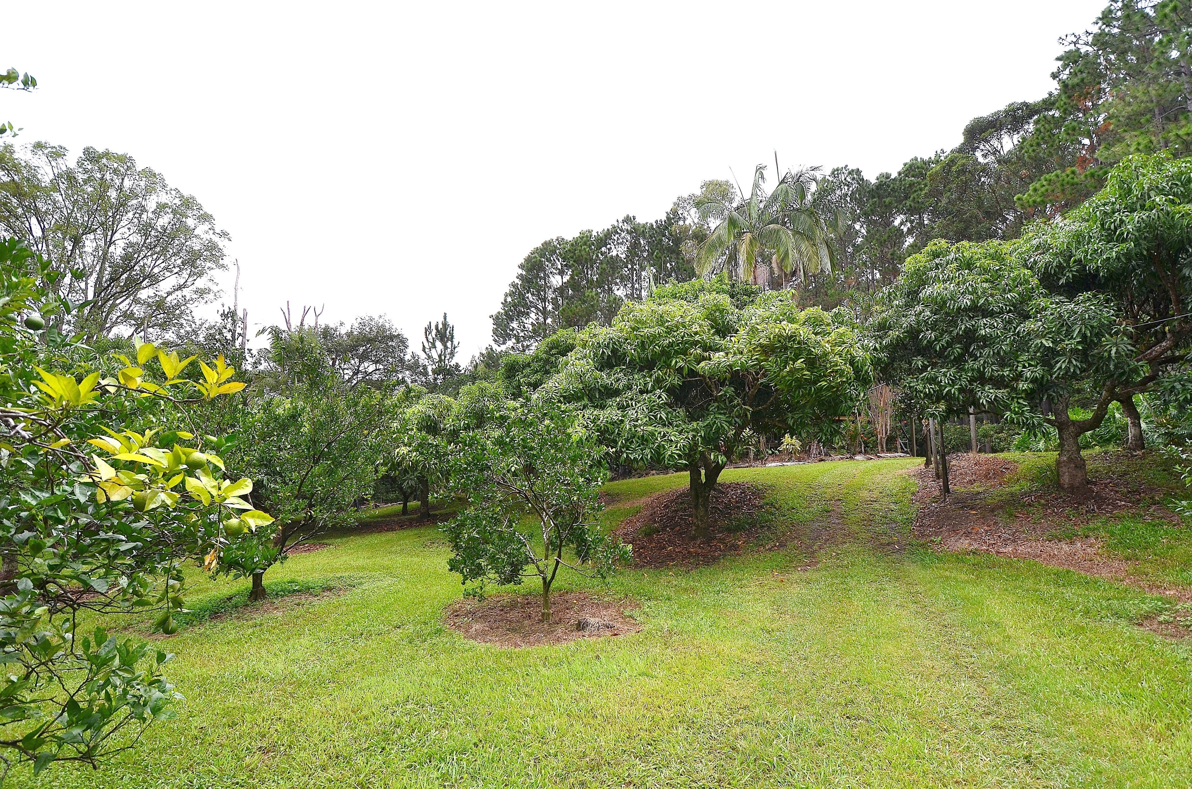 69 Estelle Road, Currumbin Valley QLD 4223, Currumbin Valley - Thumbnail 4