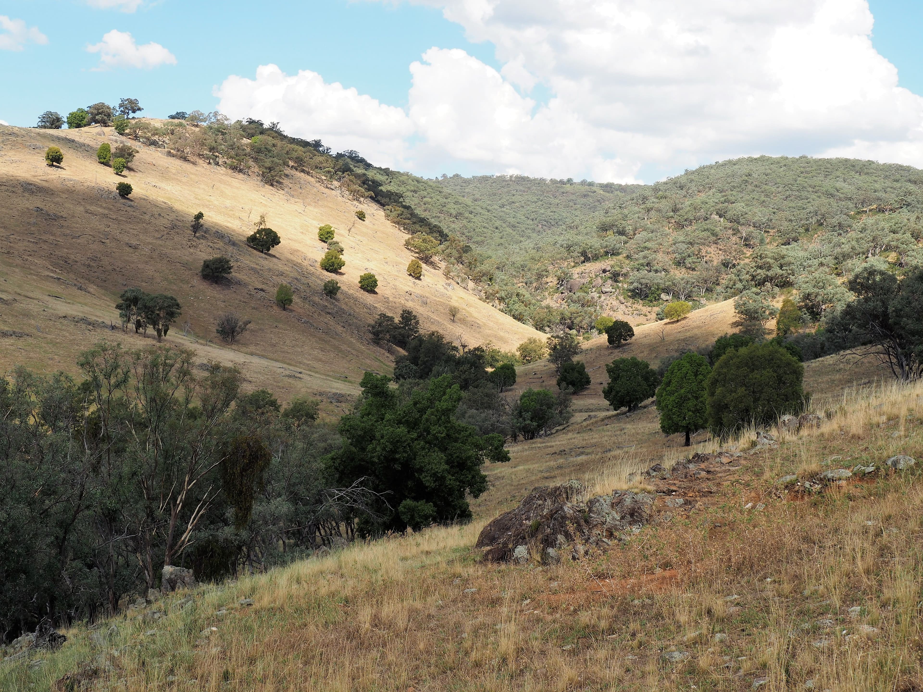 Tambaroora NSW 2795, Tambaroora - Thumbnail 4