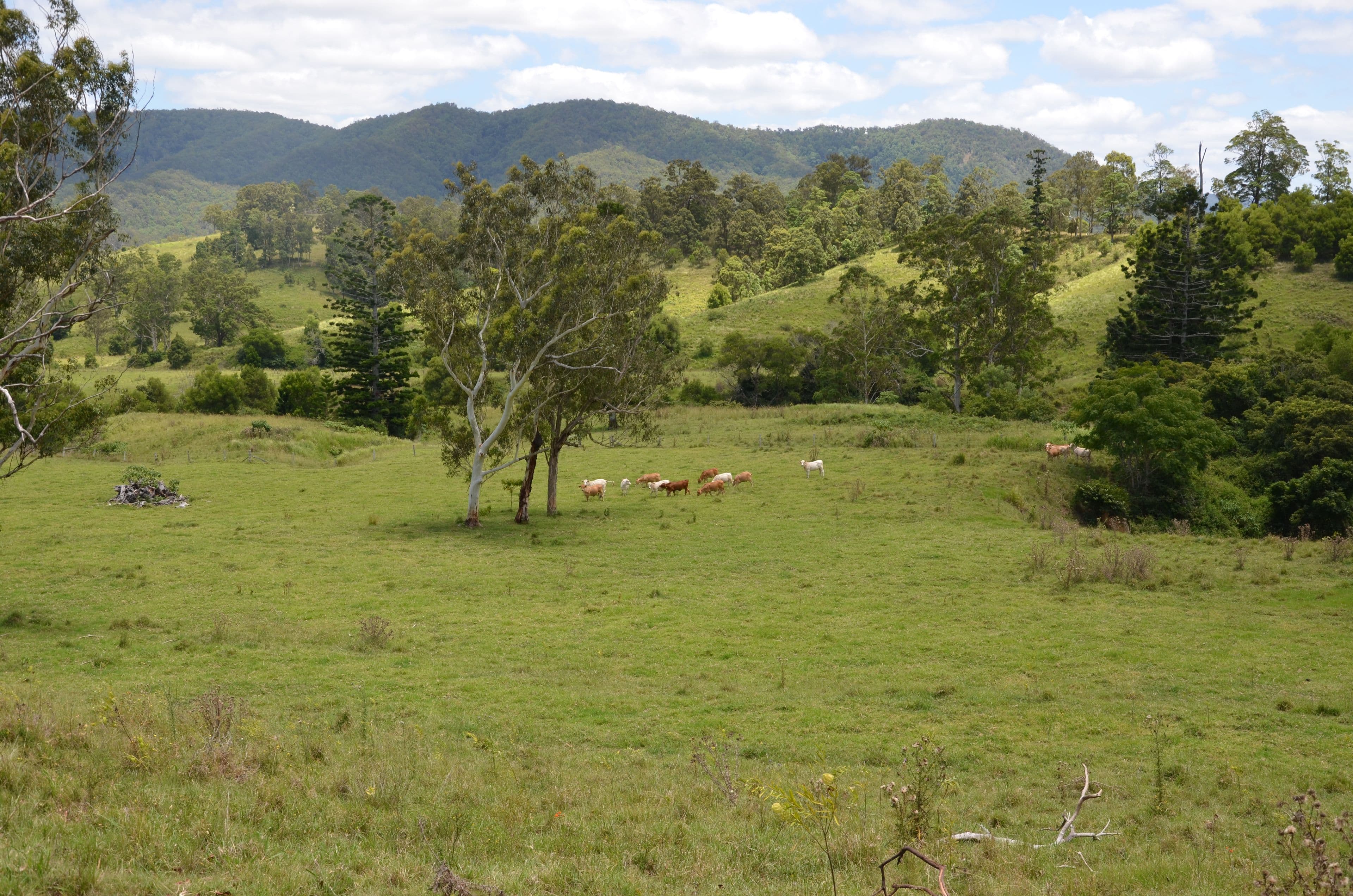 Lot 15 Aherns Road, Conondale QLD 4552, Conondale - Thumbnail 8