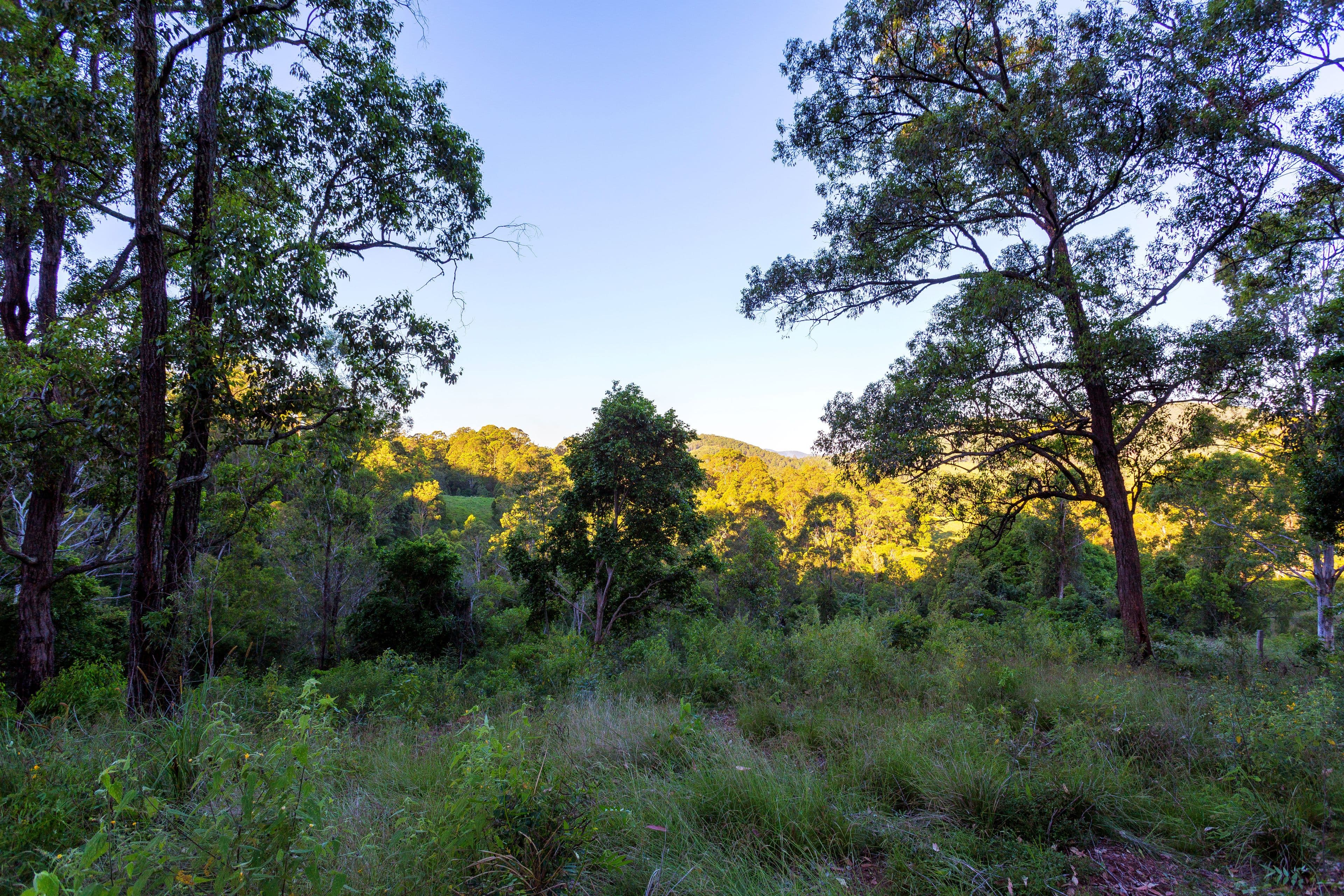 Lot 150 & 151 Black Flat Lane, WHERROL FLAT NSW 2429, Wherrol Flat - Thumbnail 3