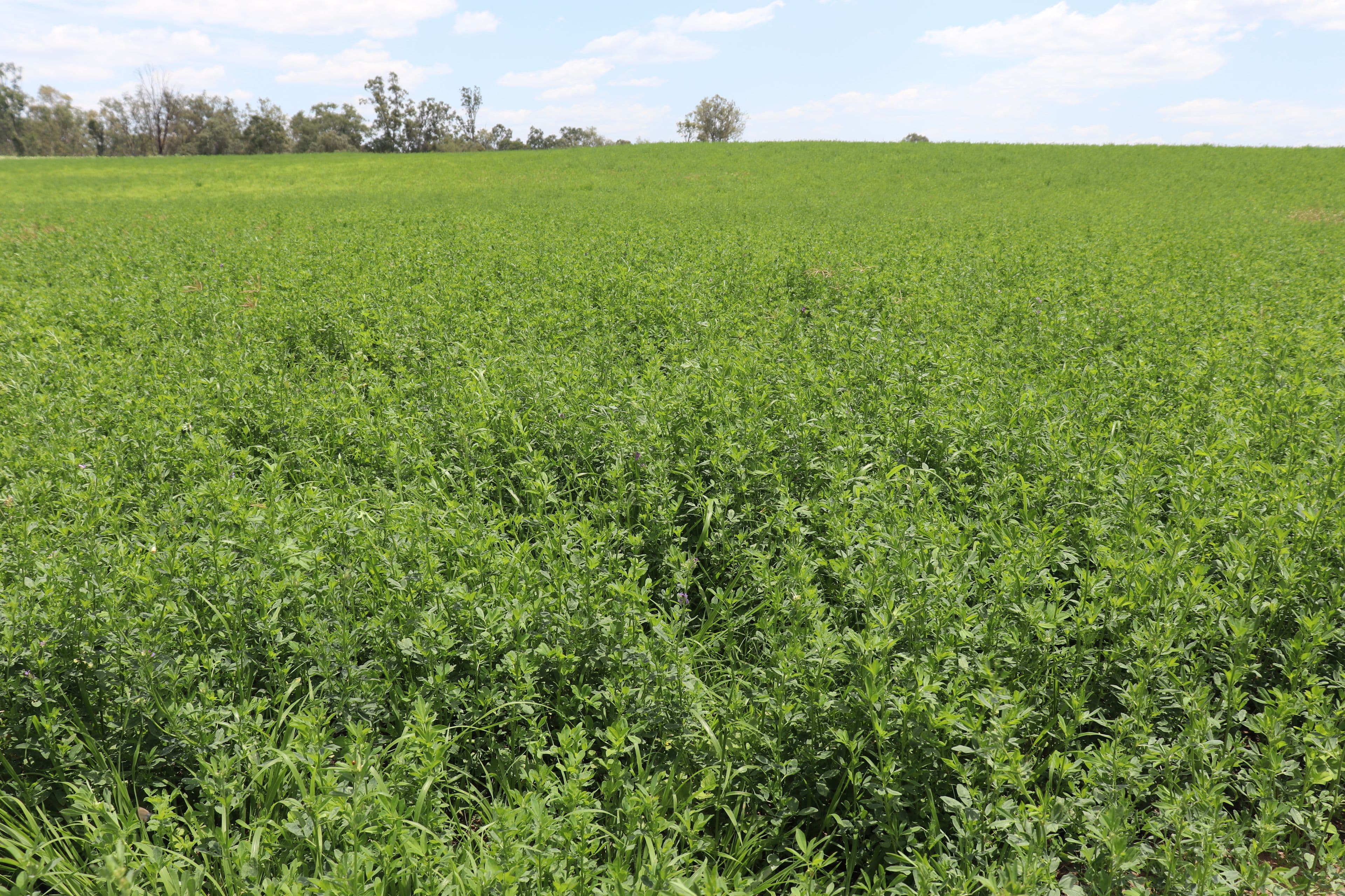114 A Creek Road, Eidsvold QLD 4627, Eidsvold - Image 1