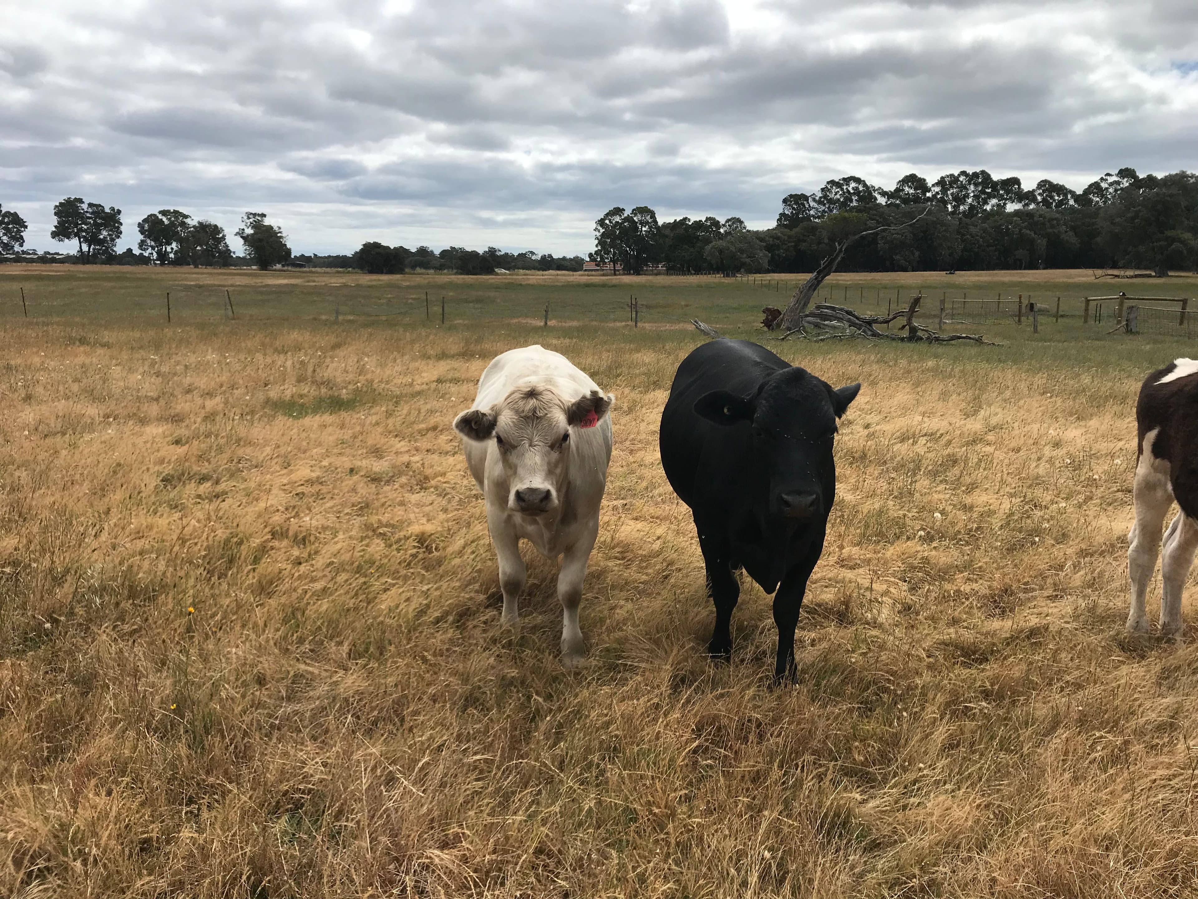 Lot 58 Martin-Pelusey Road, Waterloo WA 6228, Waterloo - Thumbnail 2