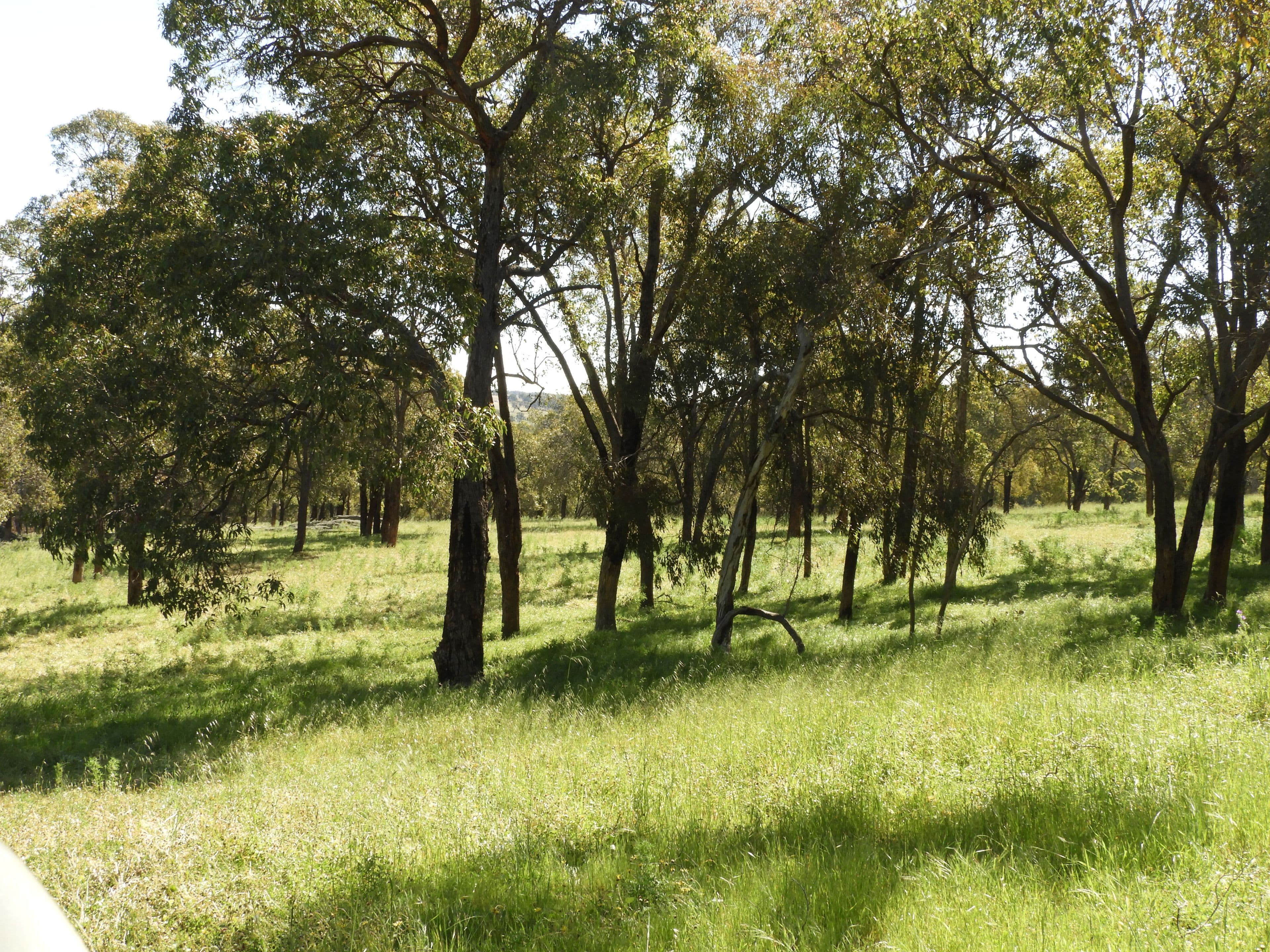 Lot 713 Chittering Rd Lower Chittering, Chittering WA 6084, Chittering - Thumbnail 3