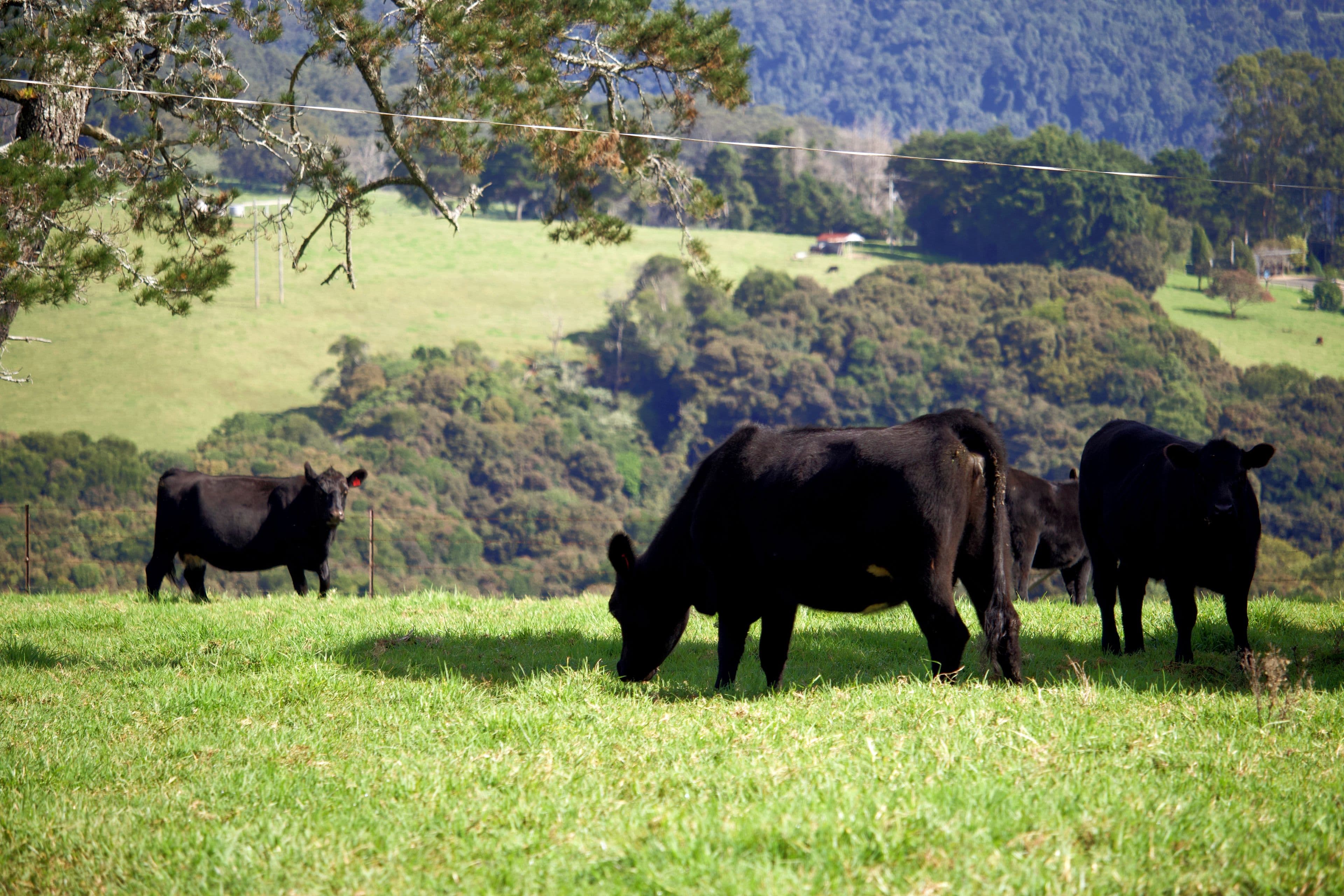 Dorrigo NSW 2453, Dorrigo - Thumbnail 6
