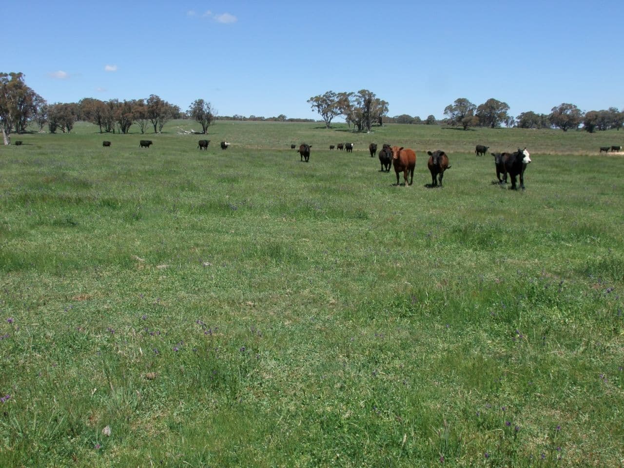 Neville NSW 2799, Neville - Thumbnail 2
