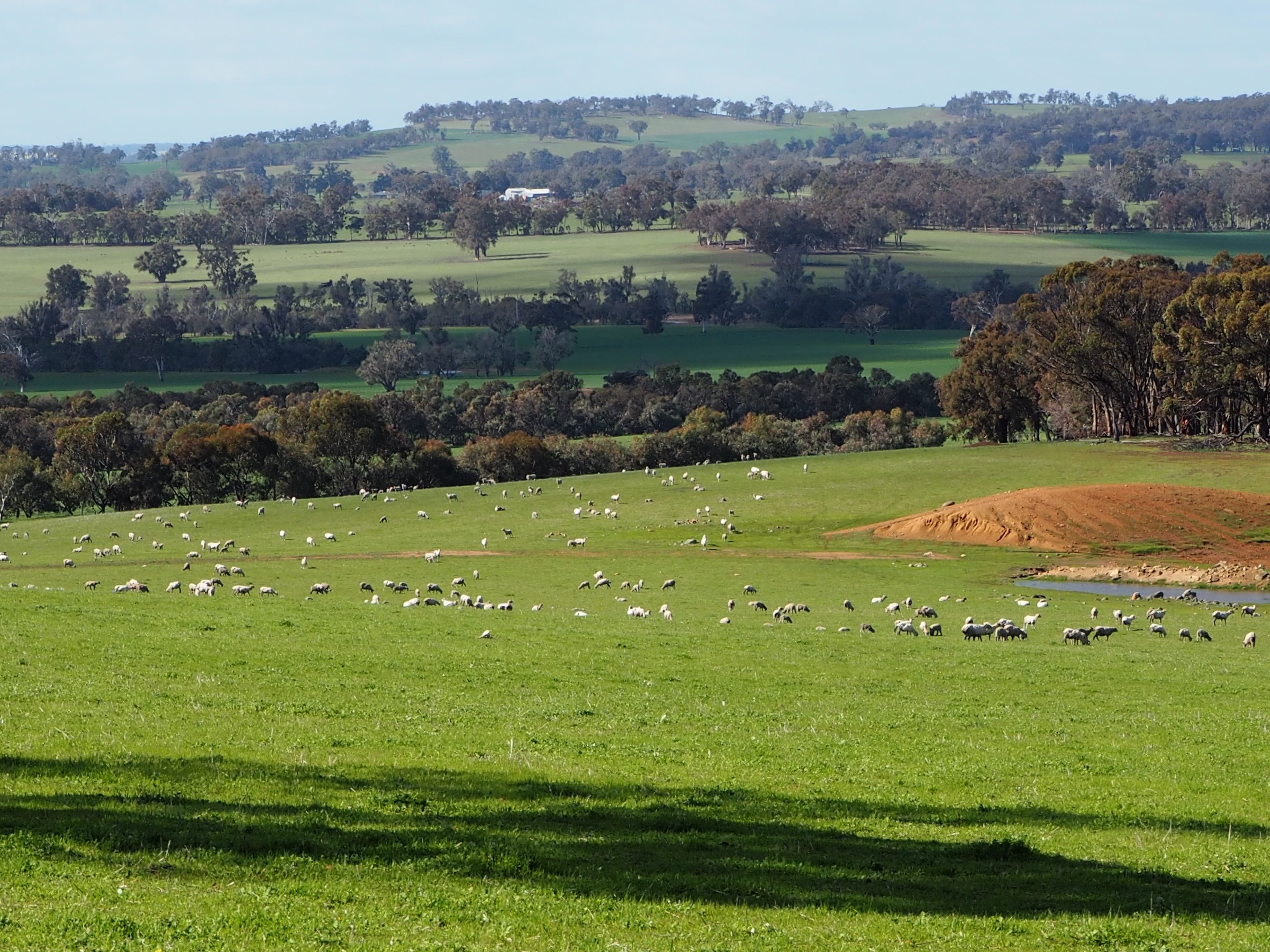 Tarwilli Collie-Changerup Road, Kojonup WA 6395, Kojonup - Thumbnail 7