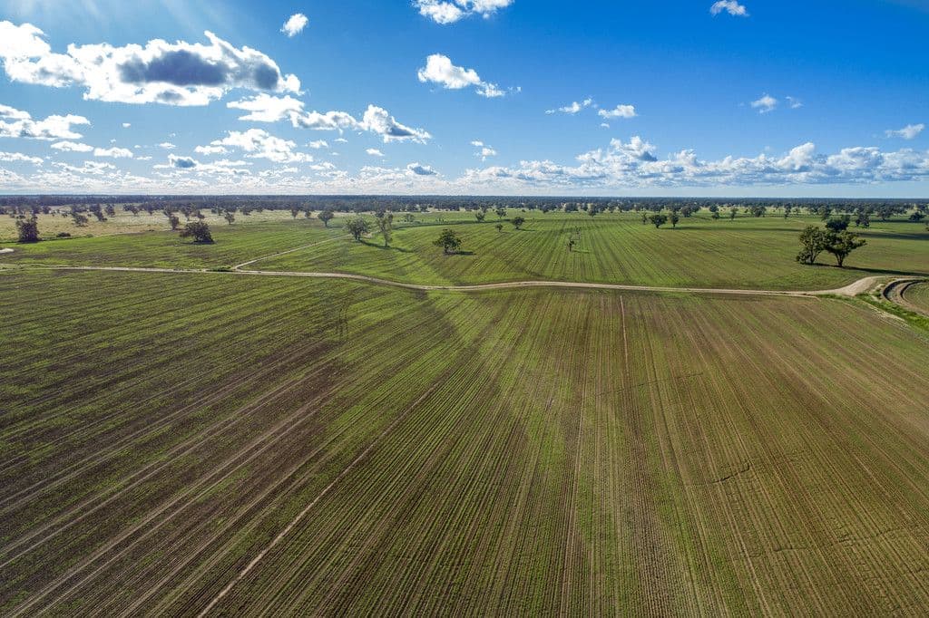 'Toobaroo' 2986 Burroway Road, Narromine NSW 2821, Narromine - Thumbnail 4