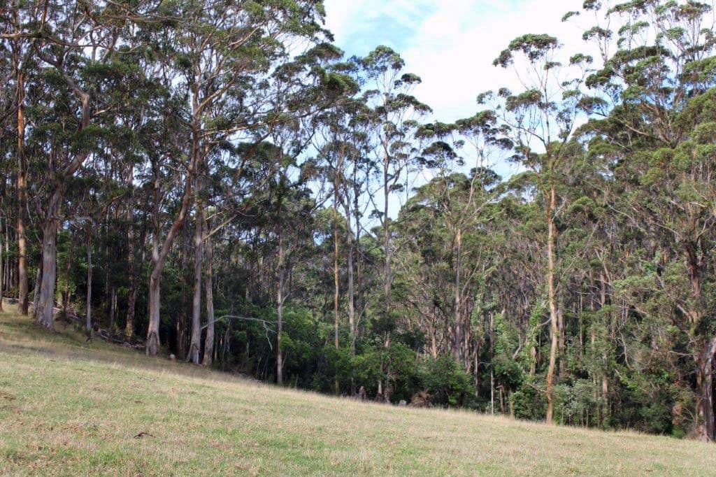 Lot 38 Illsley Drive, Denmark WA 6333, Denmark - Thumbnail 3