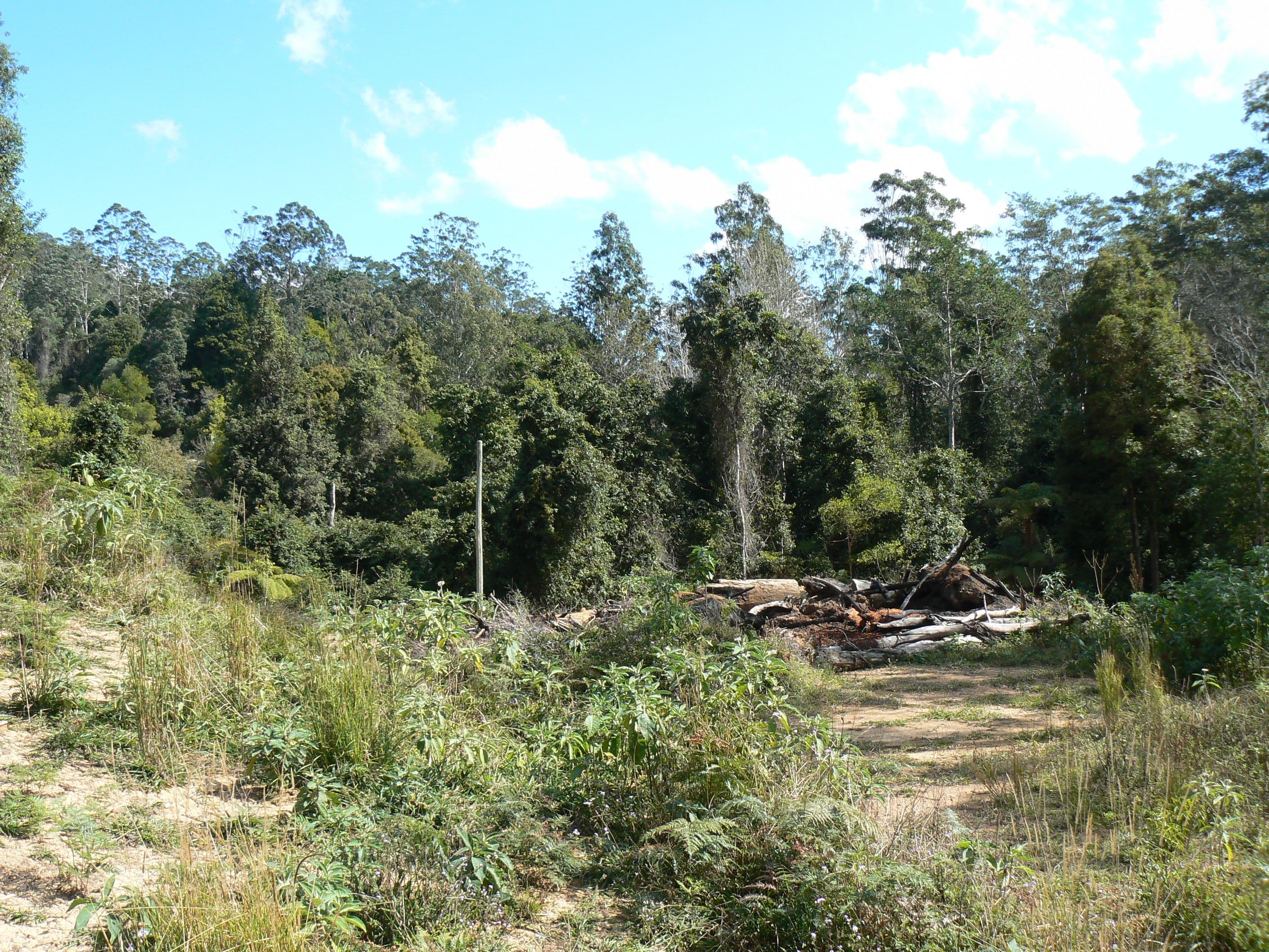 1243 Kalang Road, Bellingen NSW 2454, Bellingen - Thumbnail 6