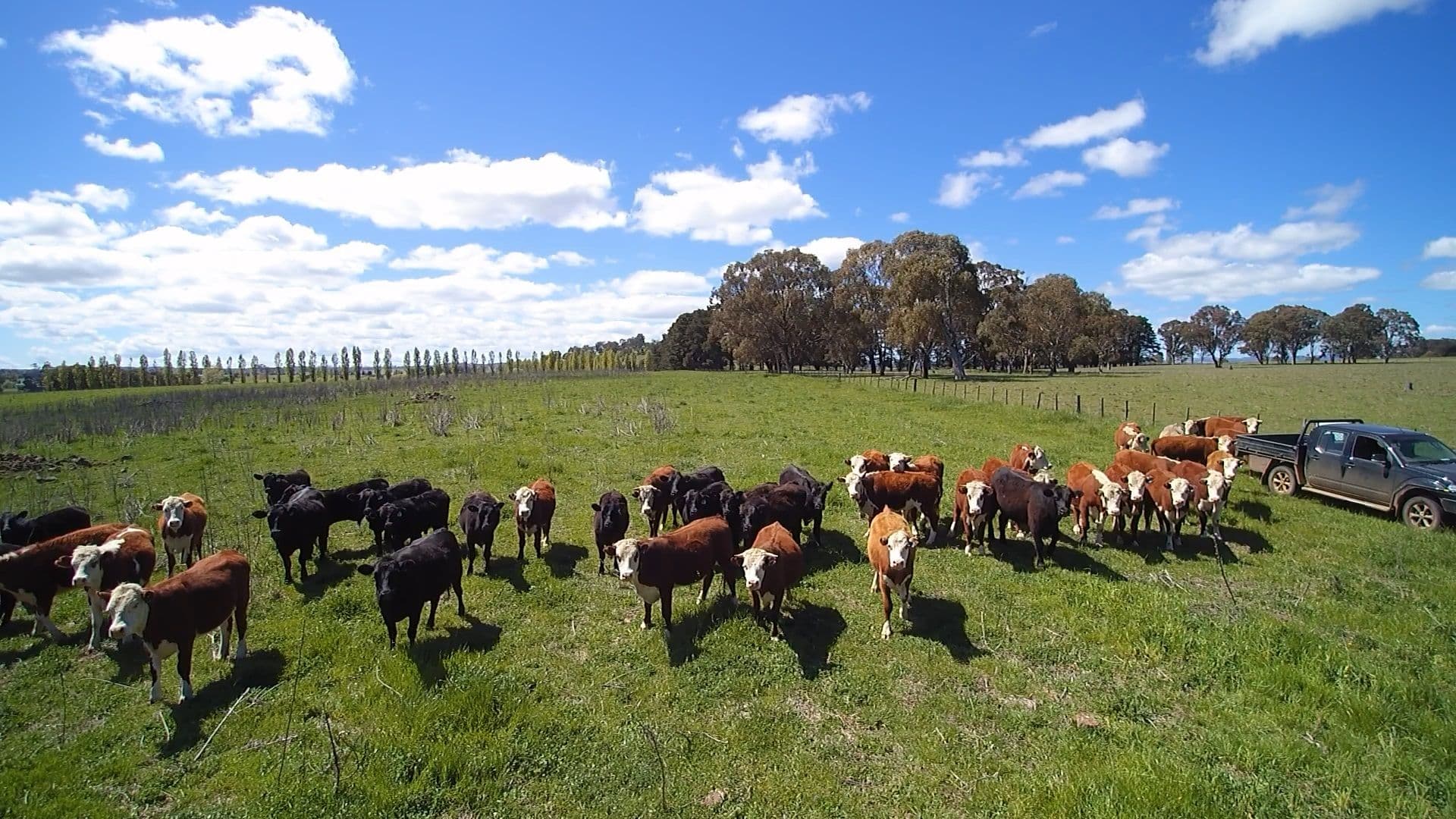 8 Winters Road, Glen Innes NSW 2370, Glen Innes - Thumbnail 3