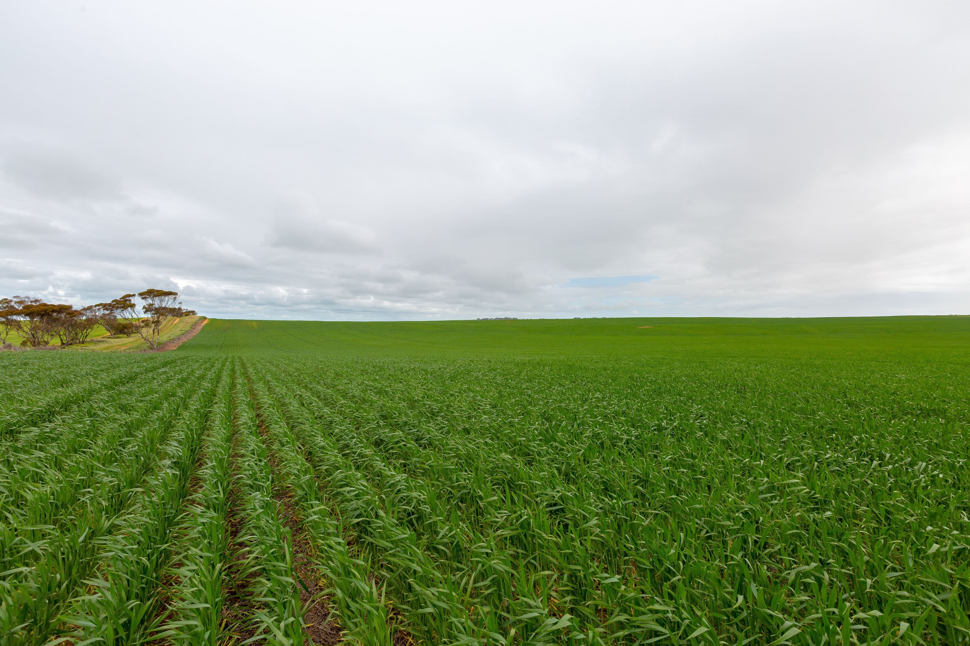 "Youngs" Spencer Highway, Port Broughton SA 5522, Port Broughton - Image 1