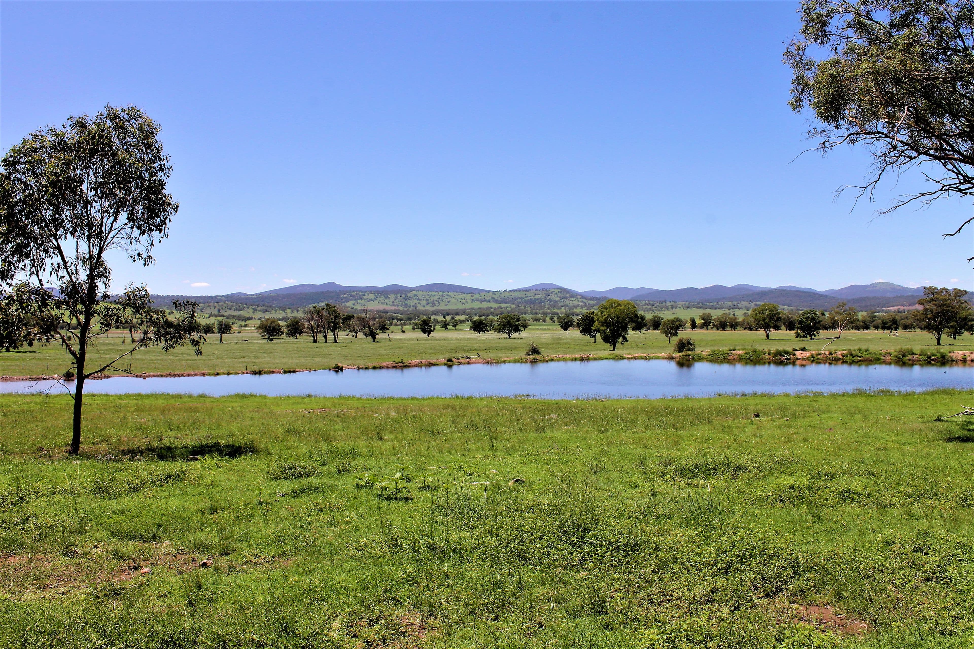 155 Paynes Road, Quirindi NSW 2343, Quirindi - Thumbnail 3