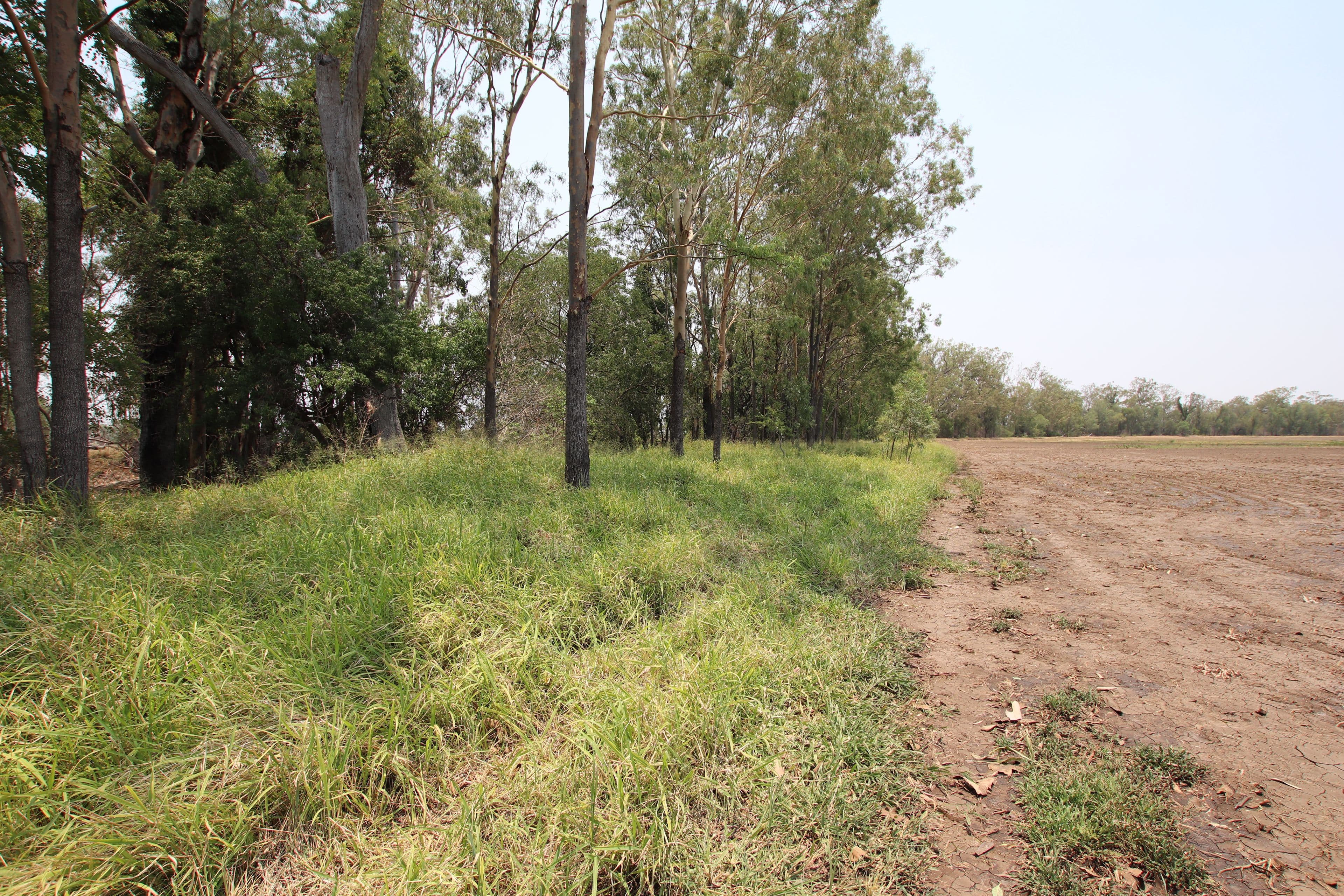 Goovigen QLD 4702, Goovigen - Thumbnail 3