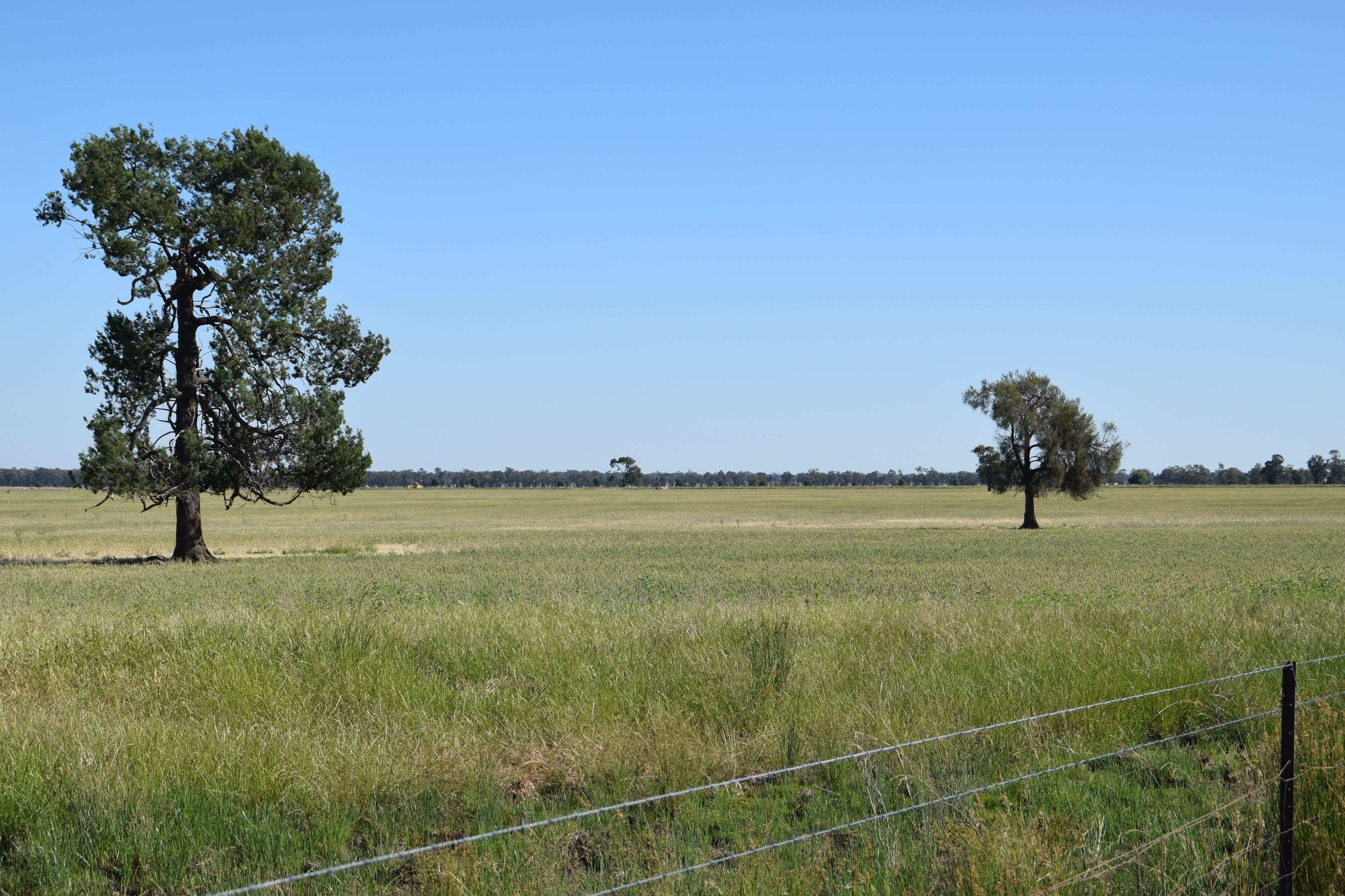 'Leawarra' Tomingley Road, Narromine NSW 2821, Narromine - Thumbnail 6