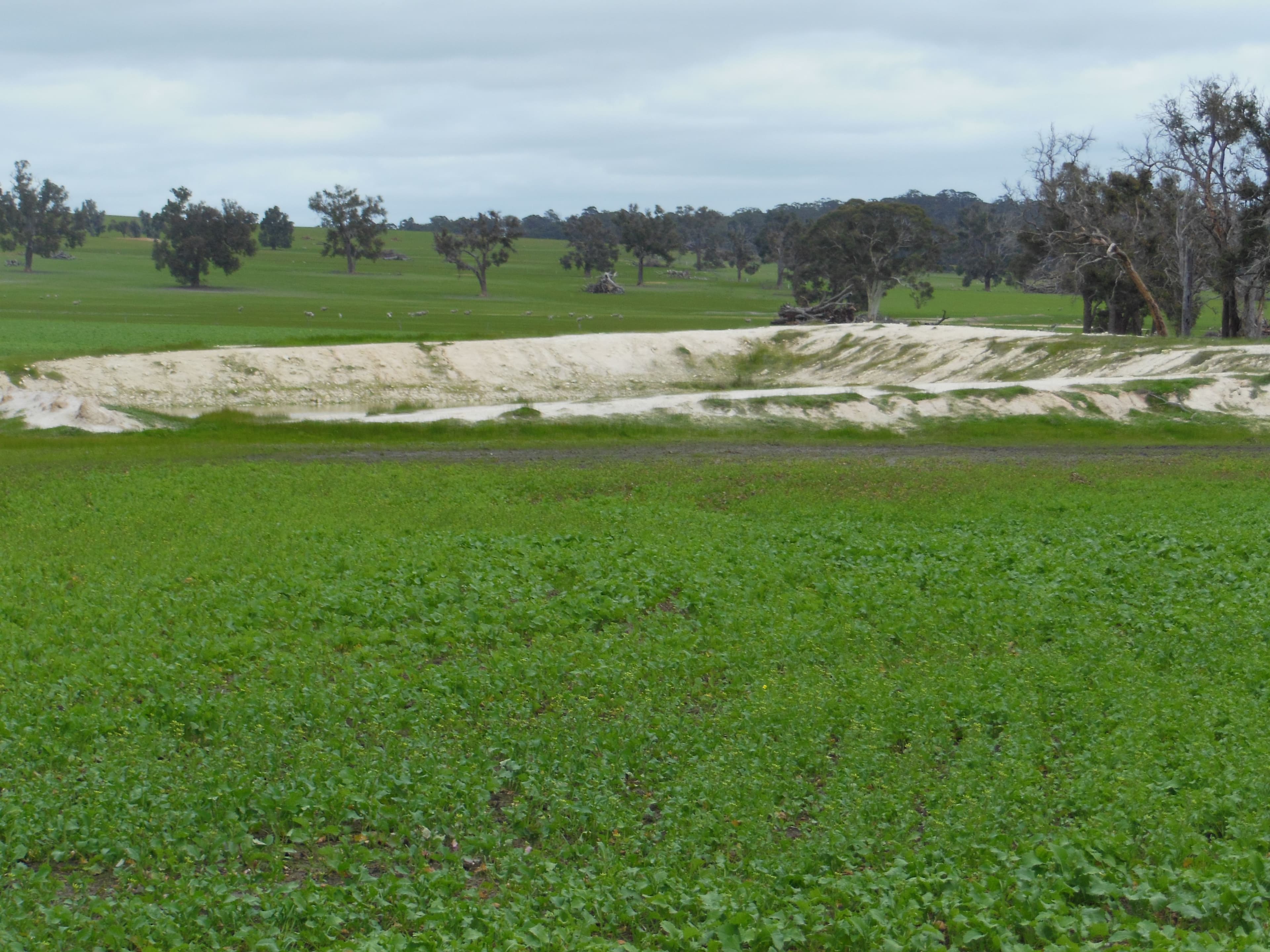 Avonlea Hall Road, Moodiarrup WA 6393, Moodiarrup - Thumbnail 3