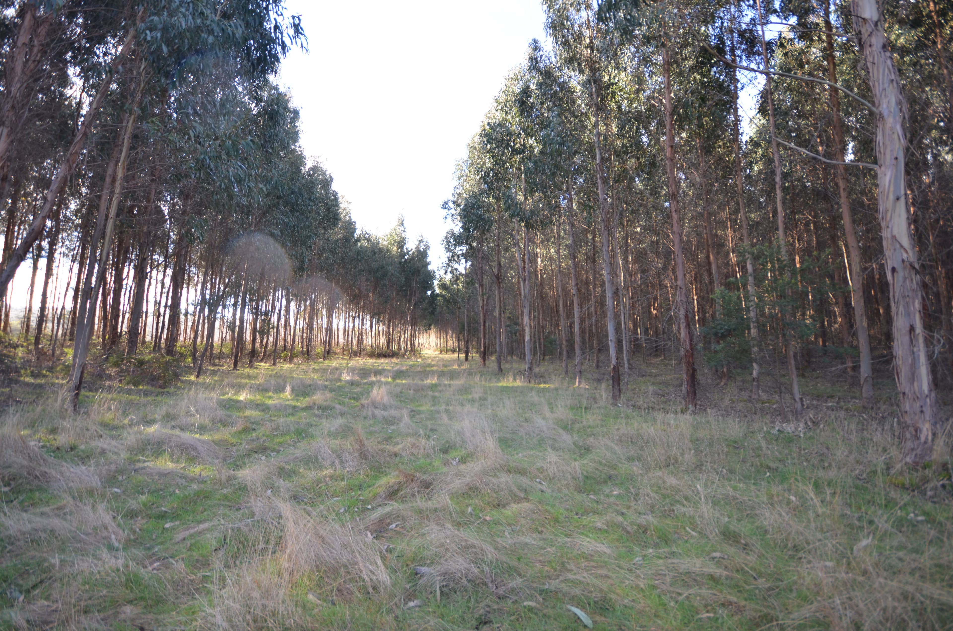 "Crick" Graveyard Hill Road, RAGLAN VIC 3373, Raglan - Thumbnail 2